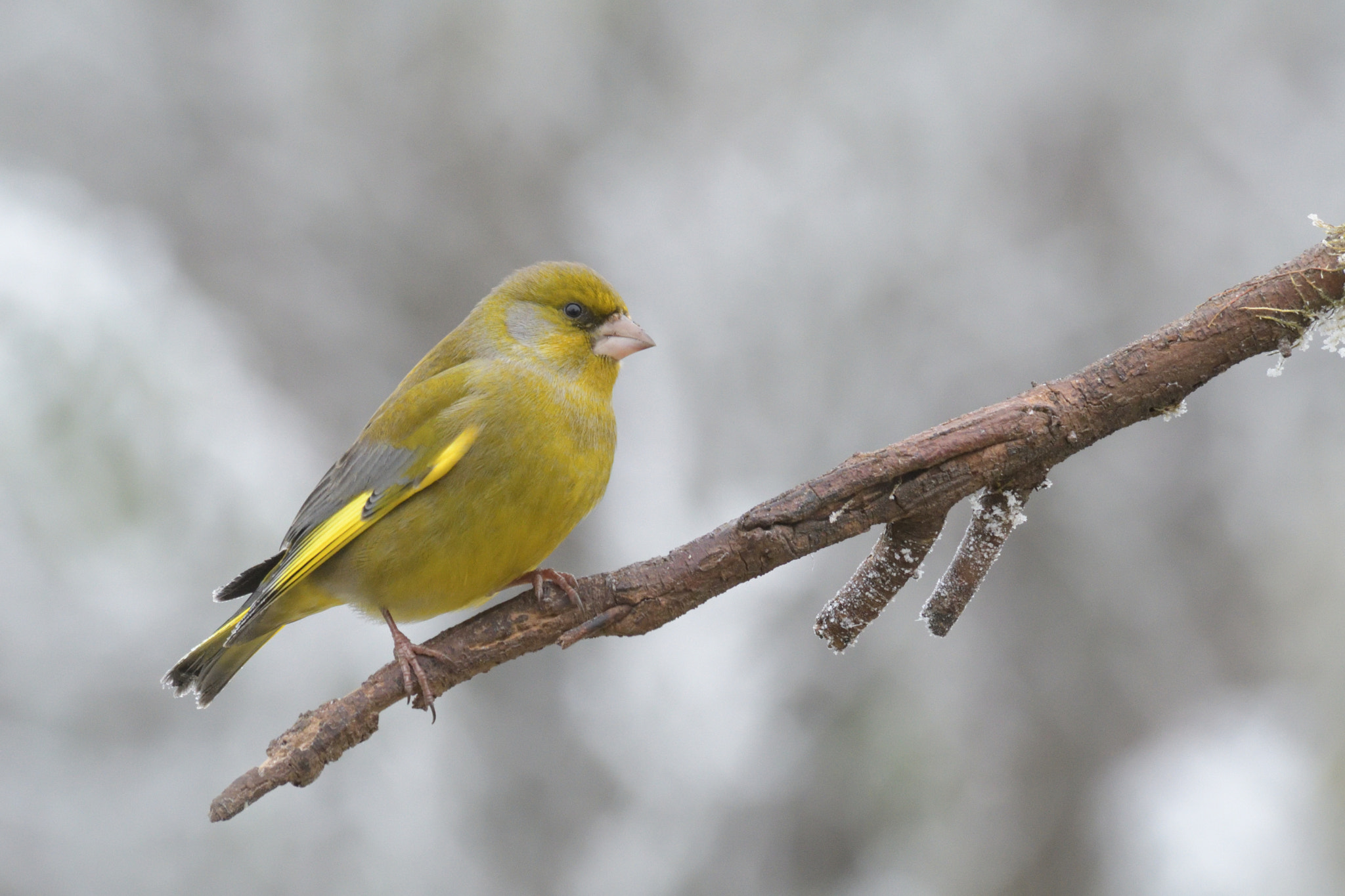 Nikon D500 sample photo. Verdier d'europe photography