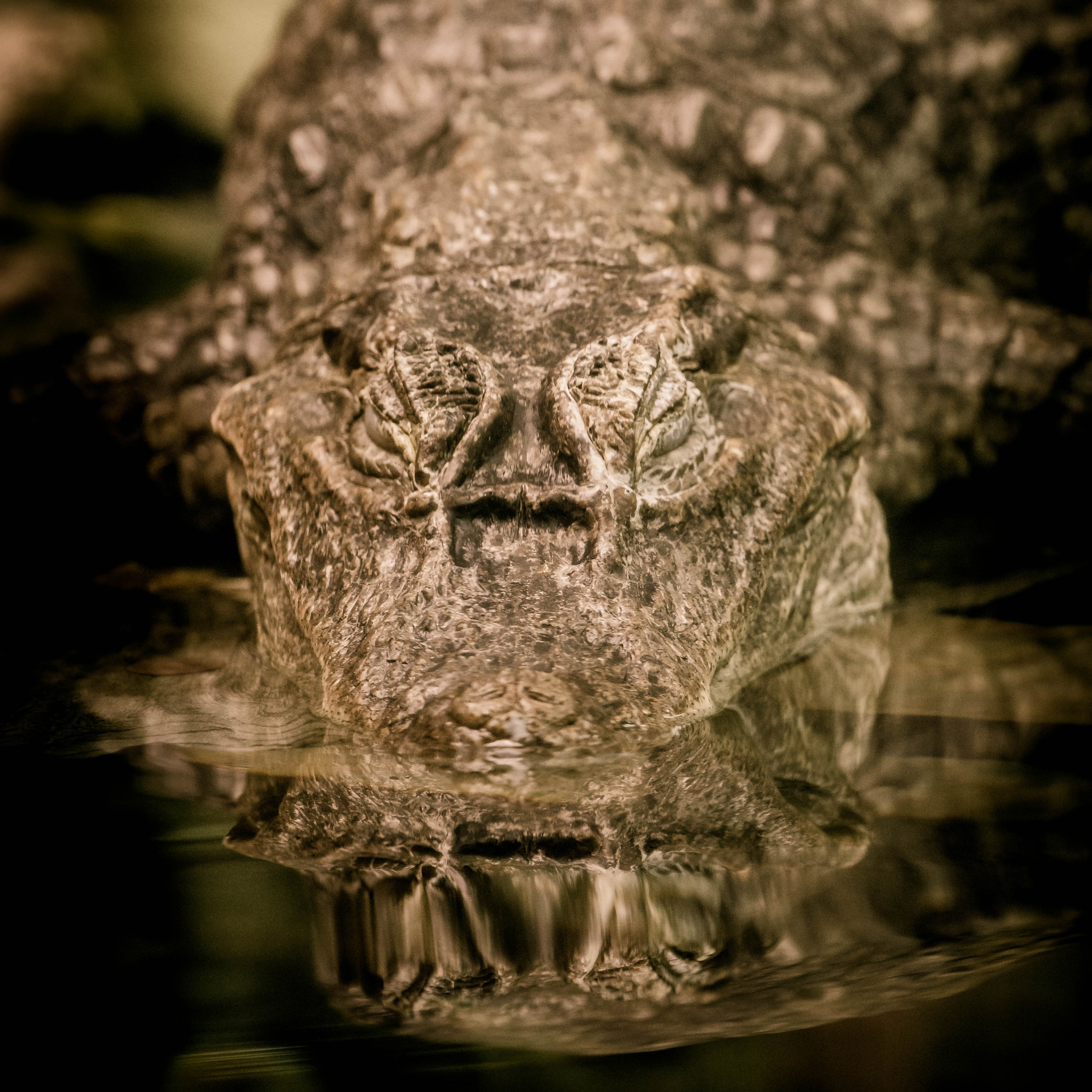 Nikon AF-S Nikkor 70-200mm F4G ED VR sample photo. Caiman photography