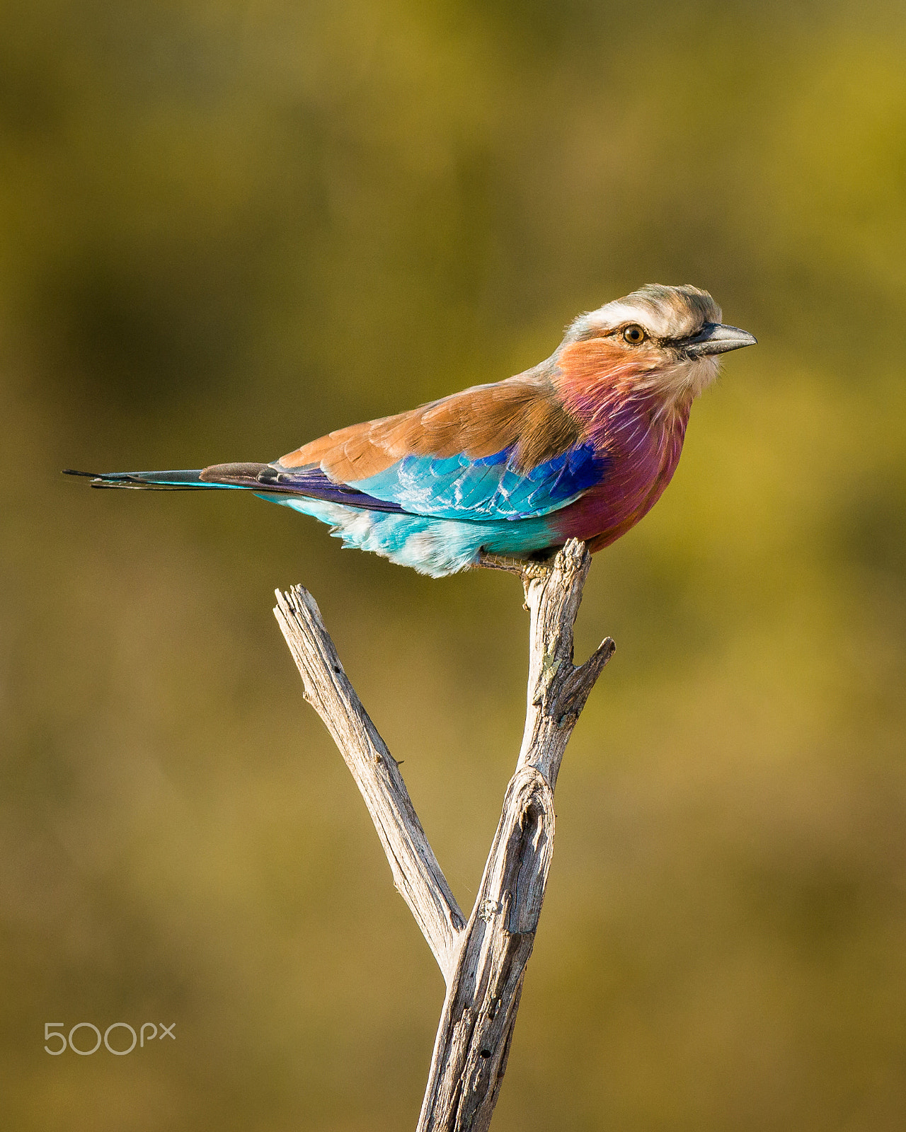 Canon EOS 70D + Canon EF 400mm F5.6L USM sample photo. Lilac breasted roller photography