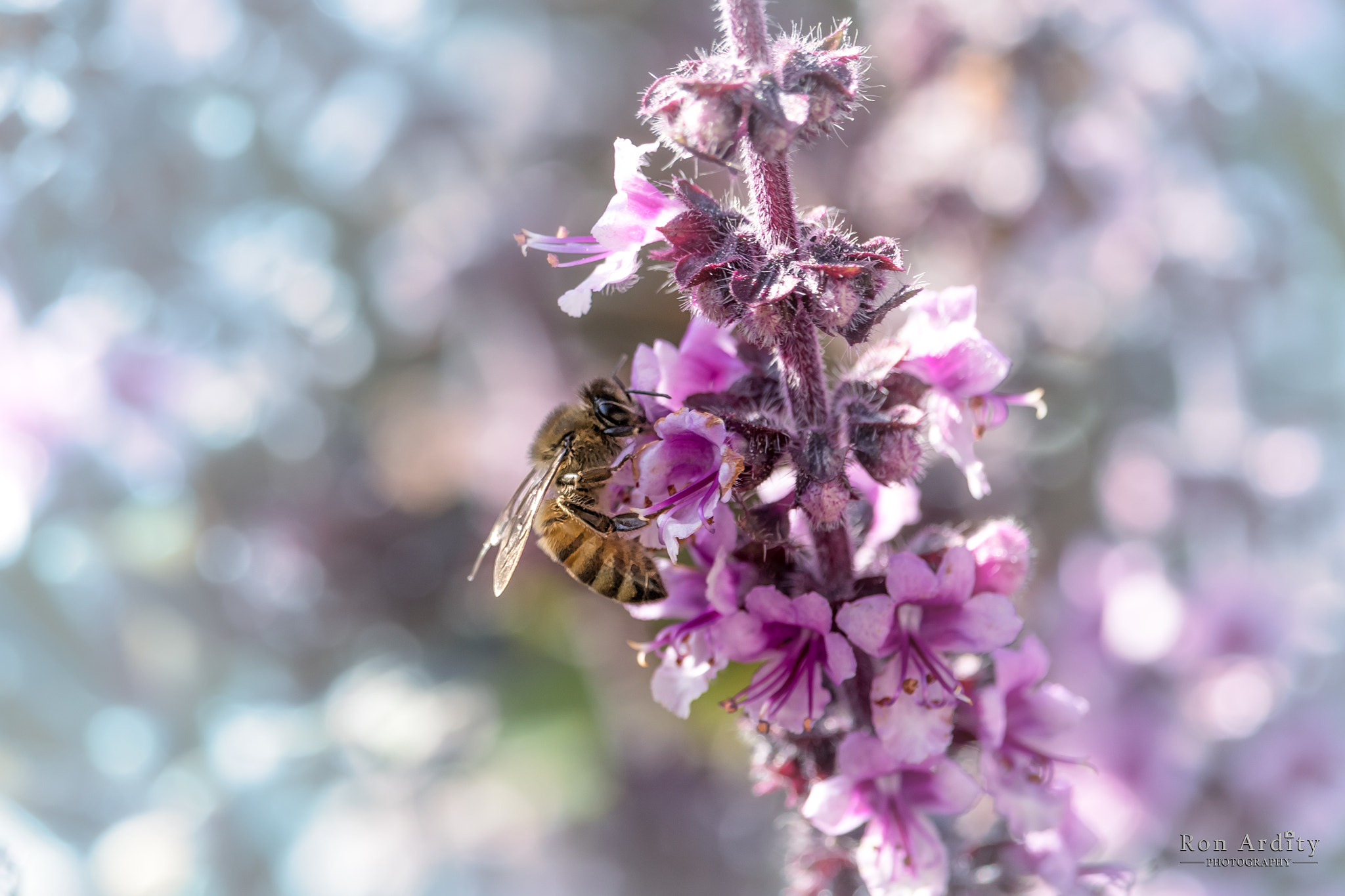Canon EF-S 55-250mm F4-5.6 IS STM sample photo. Working bee photography
