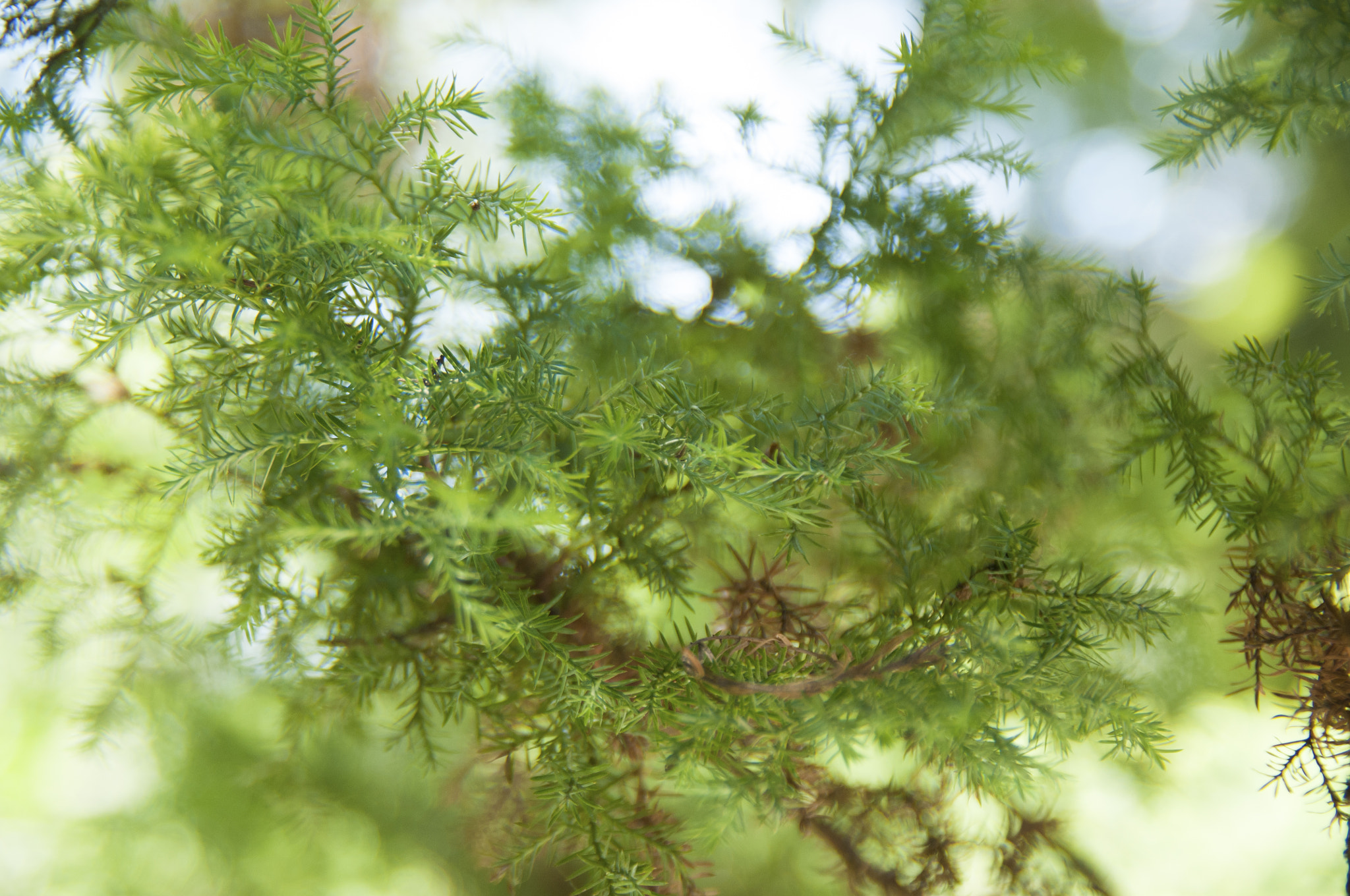Nikon D300S sample photo. Pine photography