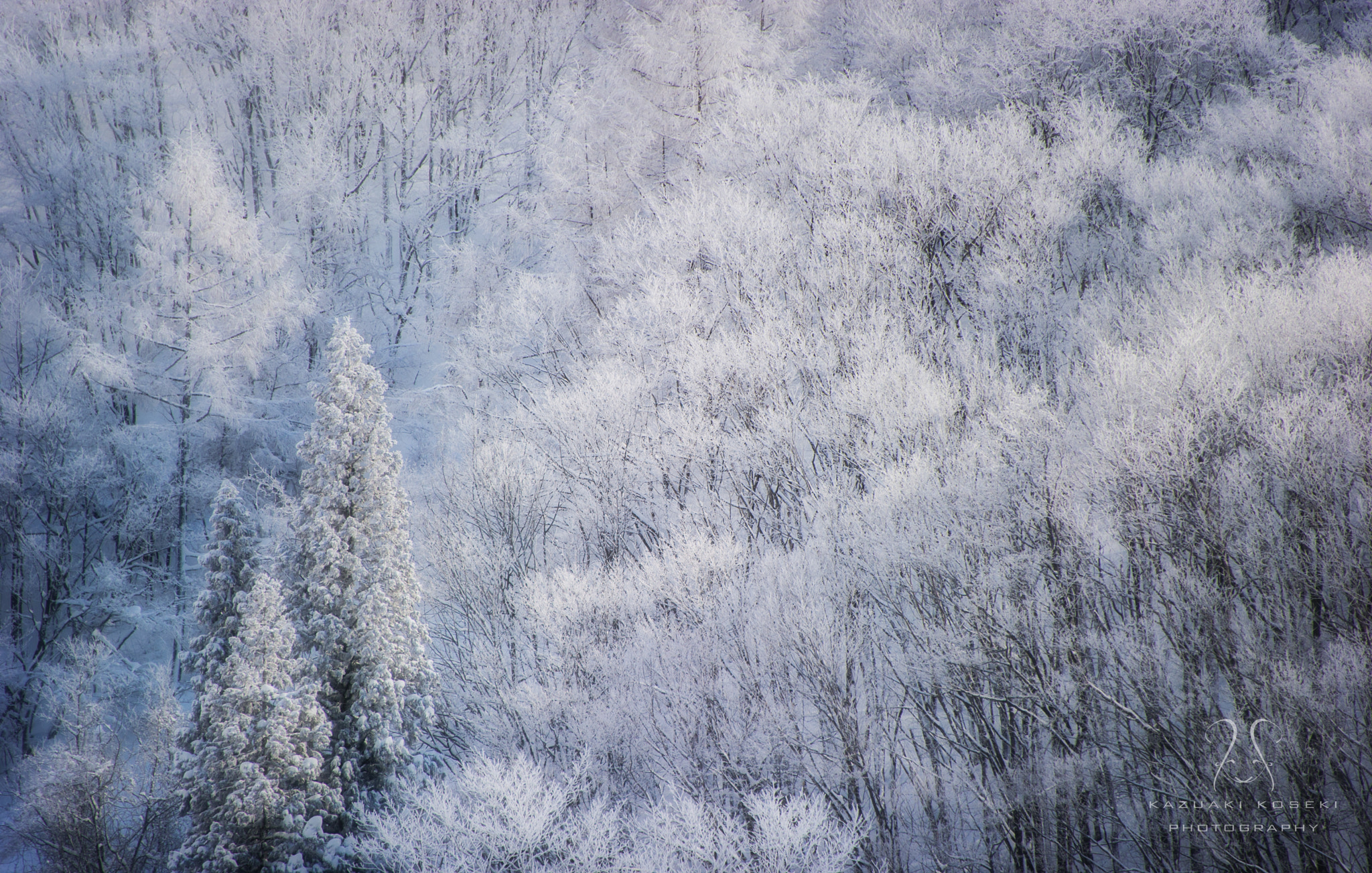 Nikon D3S sample photo. Snowy trees photography