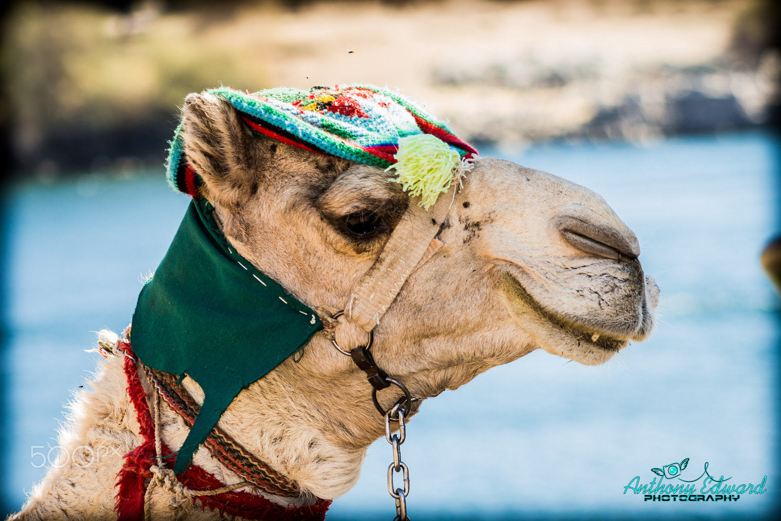 Canon EOS 700D (EOS Rebel T5i / EOS Kiss X7i) + EF75-300mm f/4-5.6 sample photo. A happy camel photography
