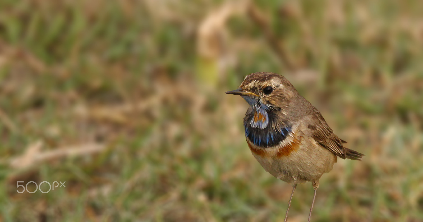 Sigma 150-600mm F5-6.3 DG OS HSM | C sample photo. Siberian bluethroat photography