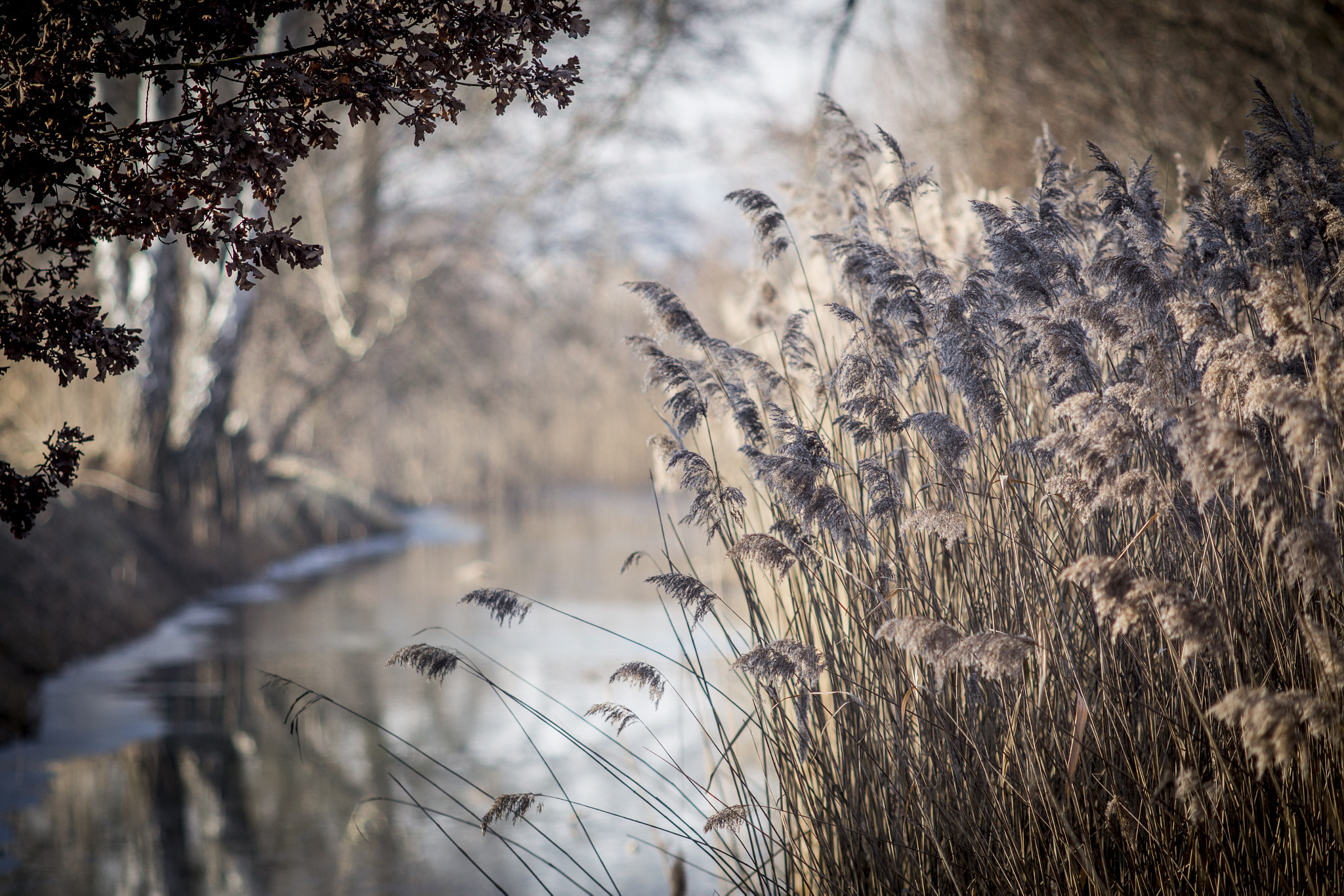 Canon EF 200mm f/2.8L II + 2x sample photo. At the notte canal photography