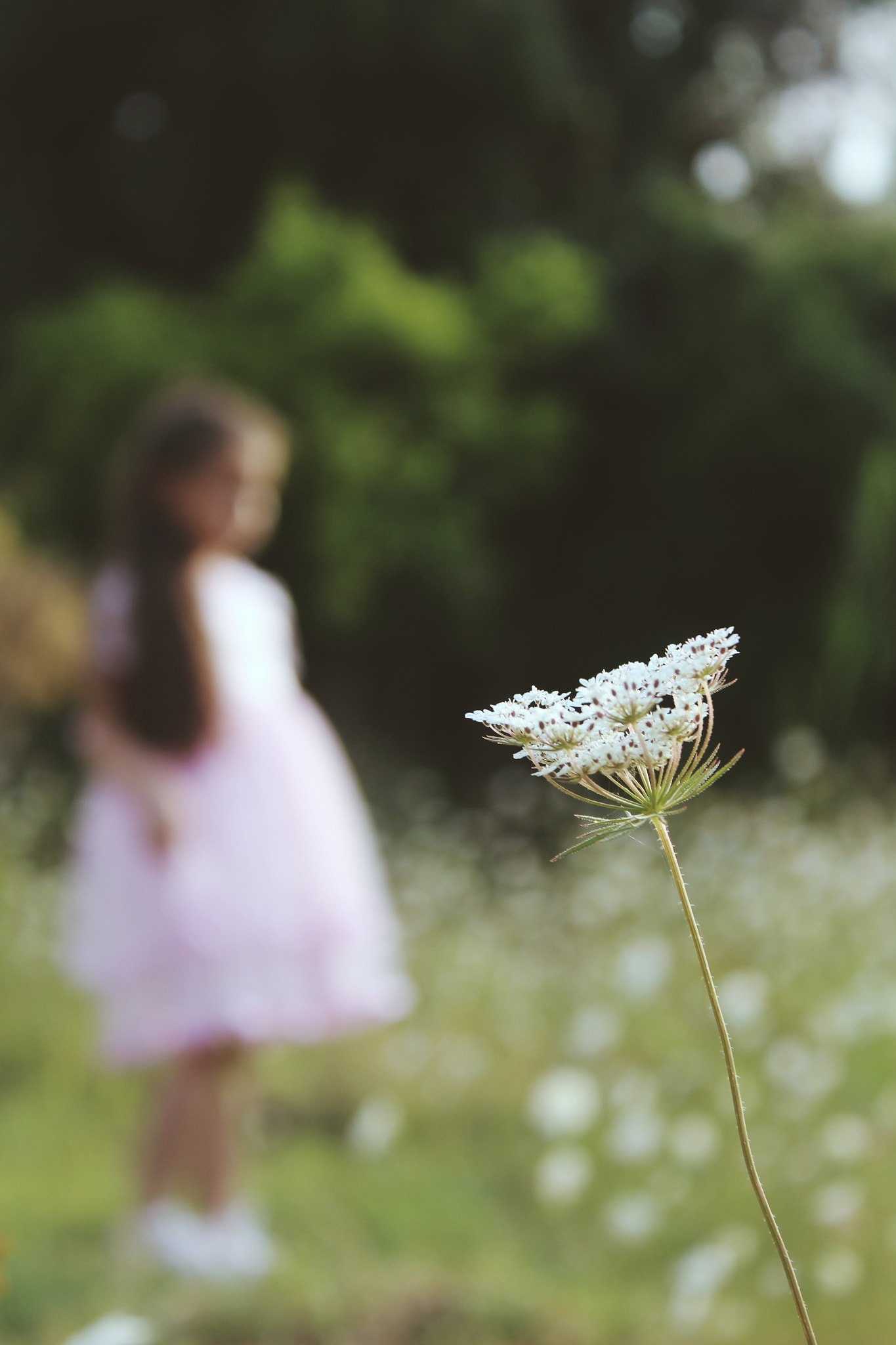 Canon EF 135mm F2.8 SF sample photo. Dead flowers for her photography