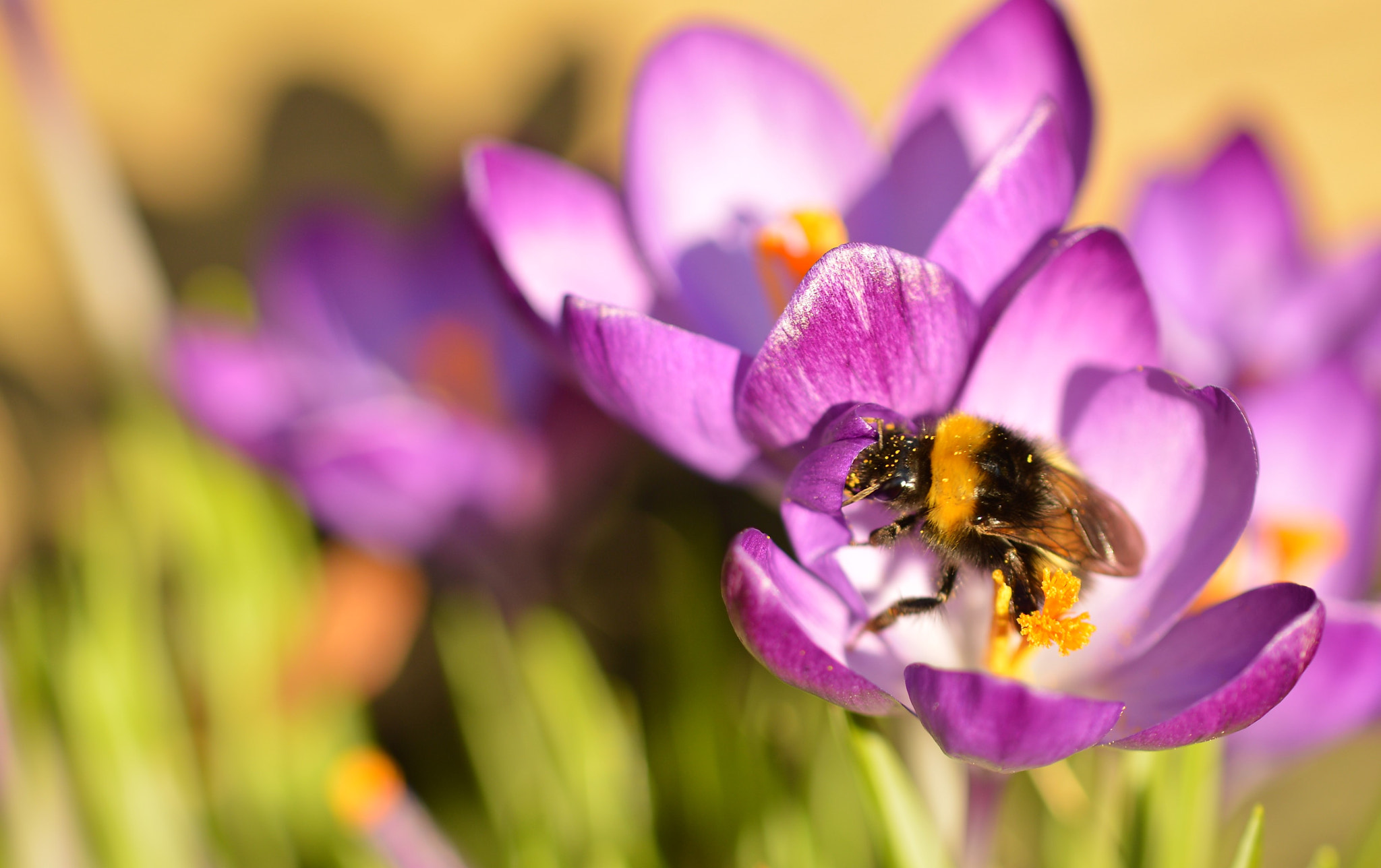 Nikon D3200 sample photo. Le printemps avant l'heure photography