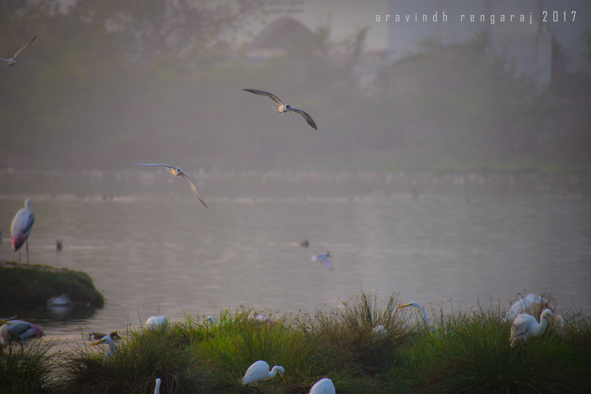 Nikon D5300 sample photo. Sholinganallur morning scenes photography