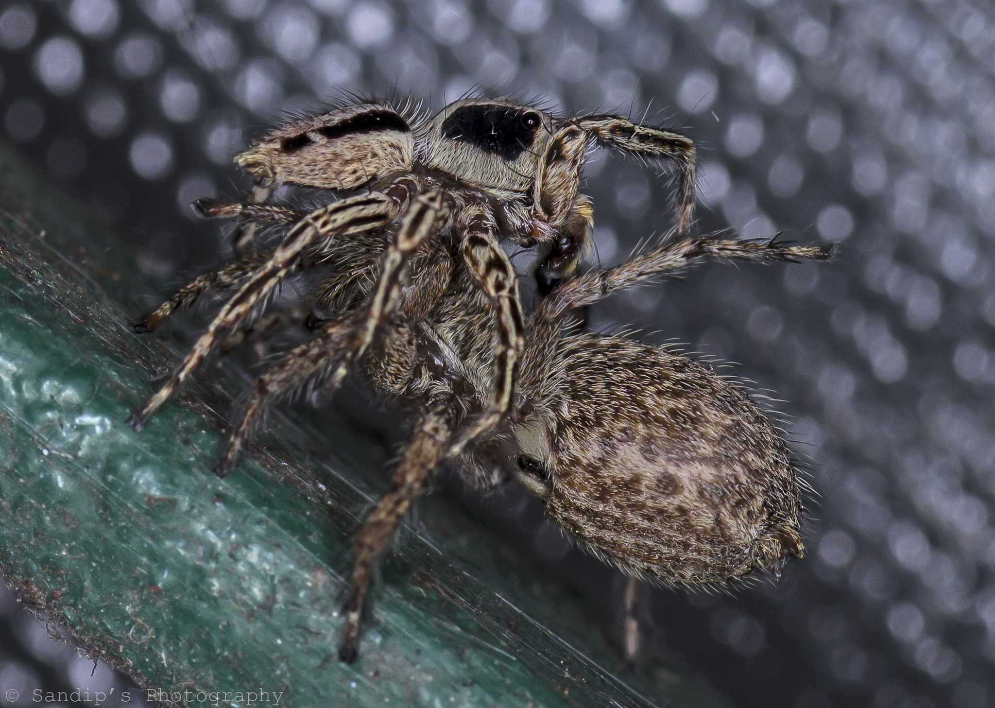 Canon EOS 600D (Rebel EOS T3i / EOS Kiss X5) + Tamron SP AF 90mm F2.8 Di Macro sample photo. Mating of jumping spider..... photography
