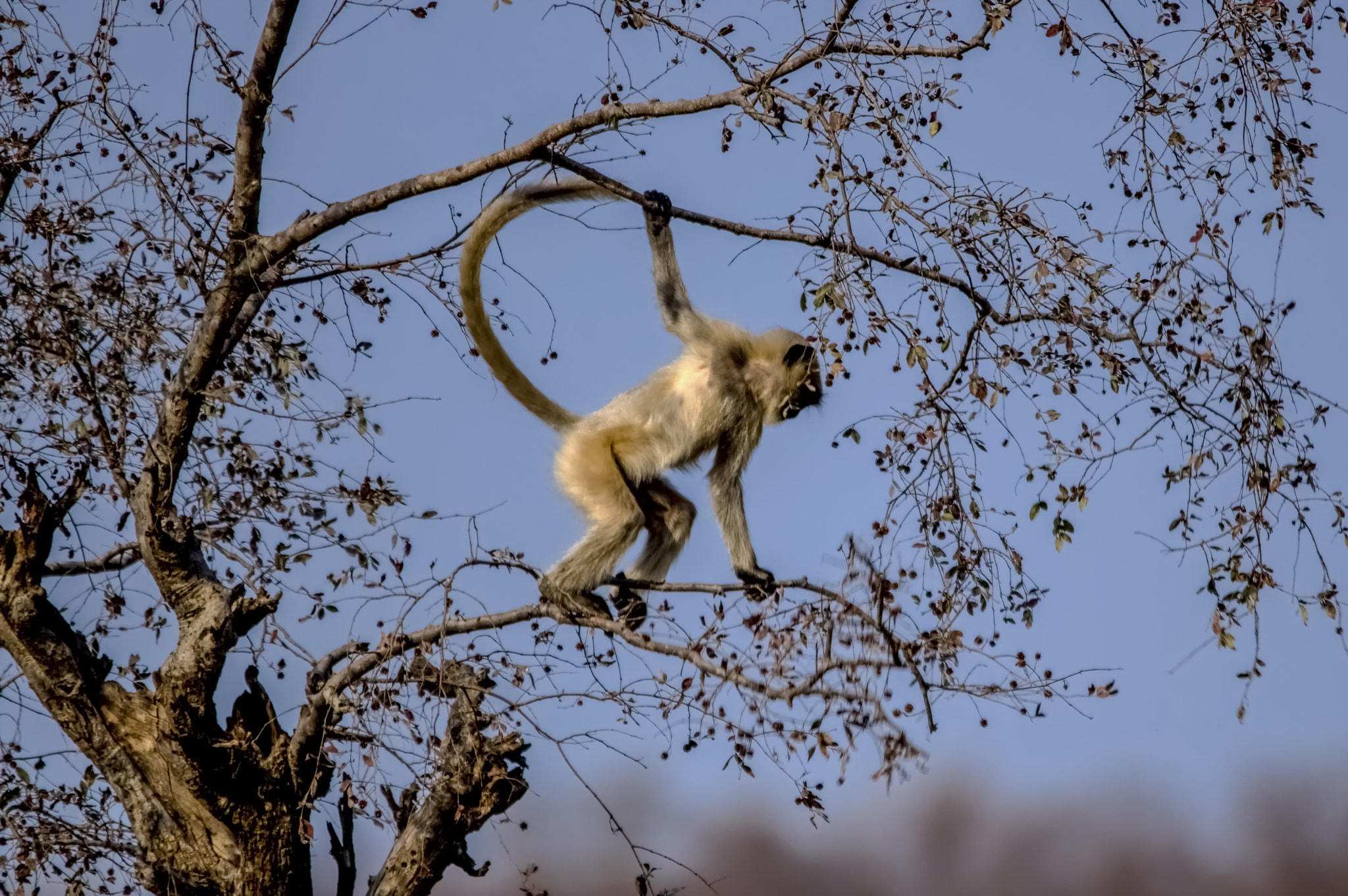 Pentax K-3 II + Sigma 150-500mm F5-6.3 DG OS HSM sample photo. Equilibrist photography