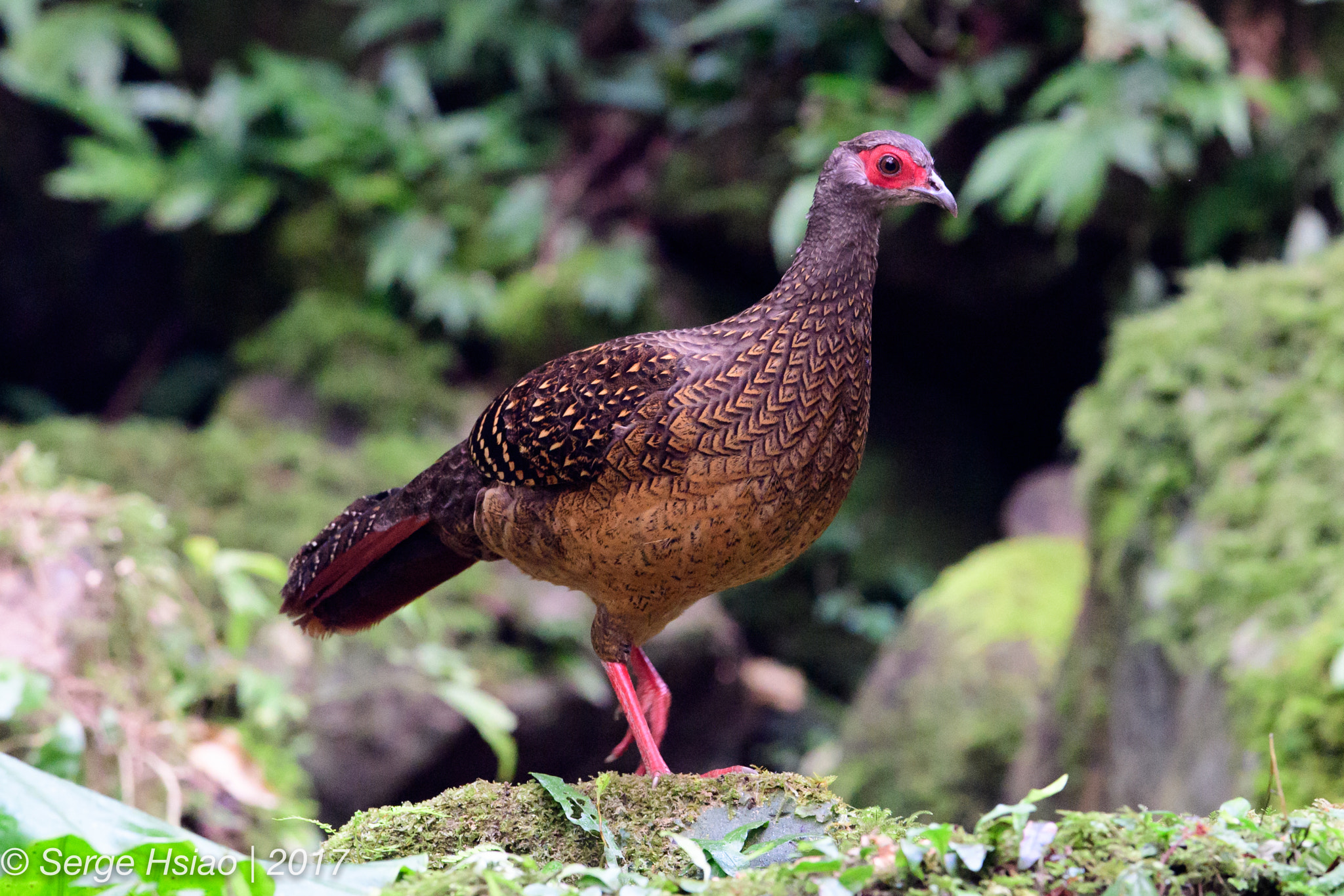 Nikon D5 + Nikon AF-S Nikkor 600mm F4E FL ED VR sample photo. Swinhoe's pheasant (female) photography