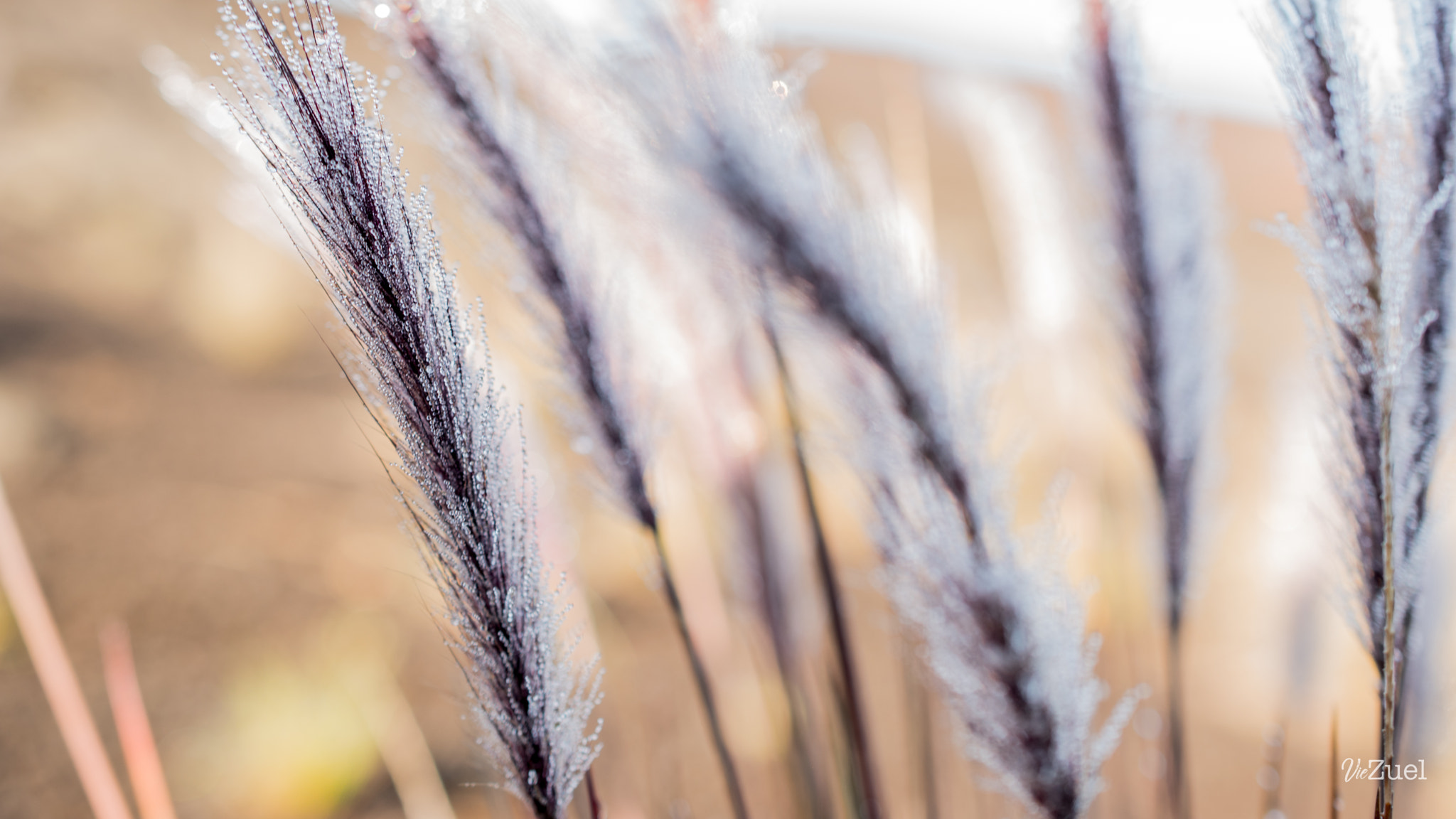 Nikon AF-S DX Micro Nikkor 40mm F2.8 sample photo. Vegetation - volcan photography