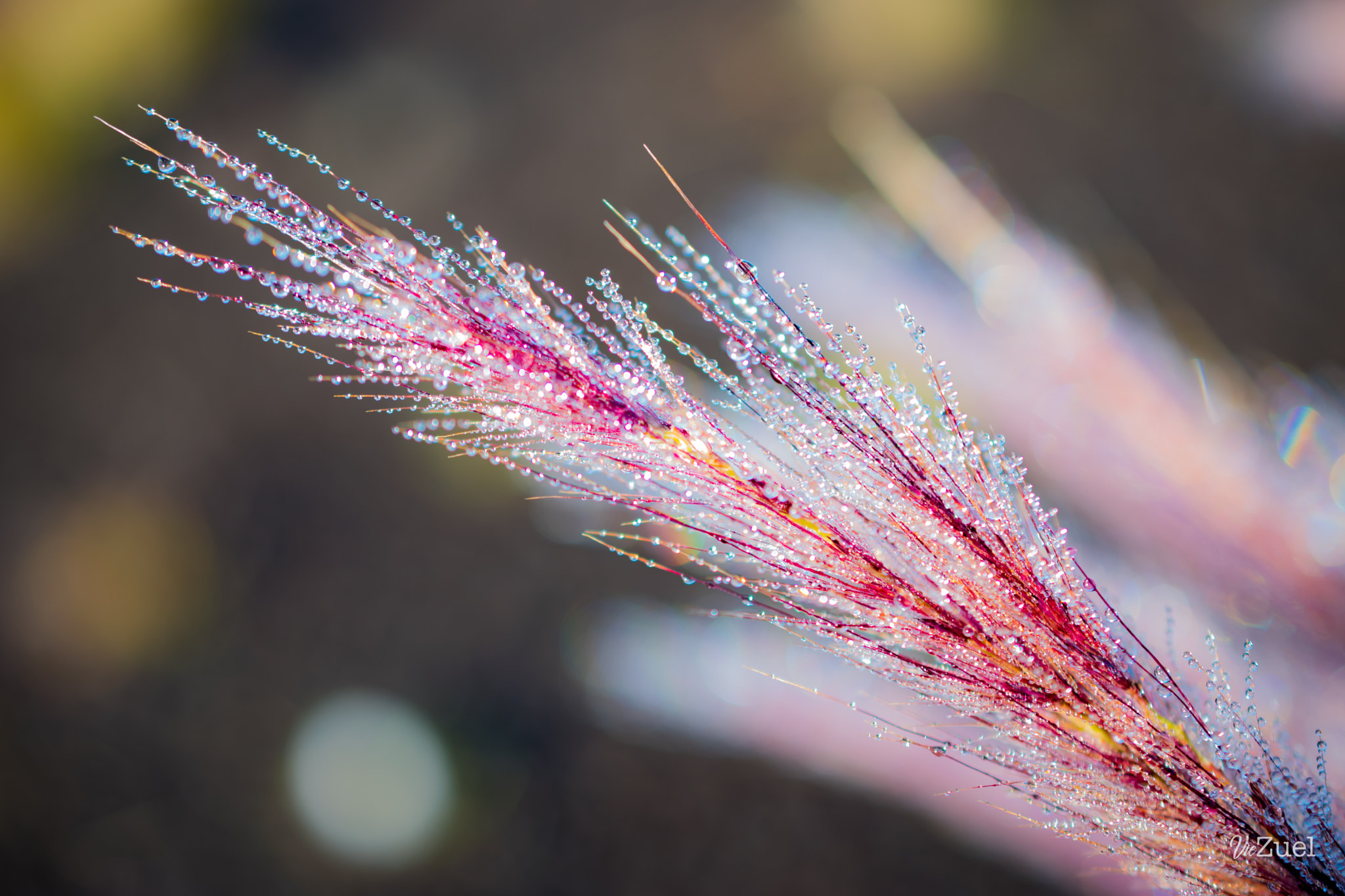 Nikon AF-S DX Micro Nikkor 40mm F2.8 sample photo. Vegetation - volcan photography