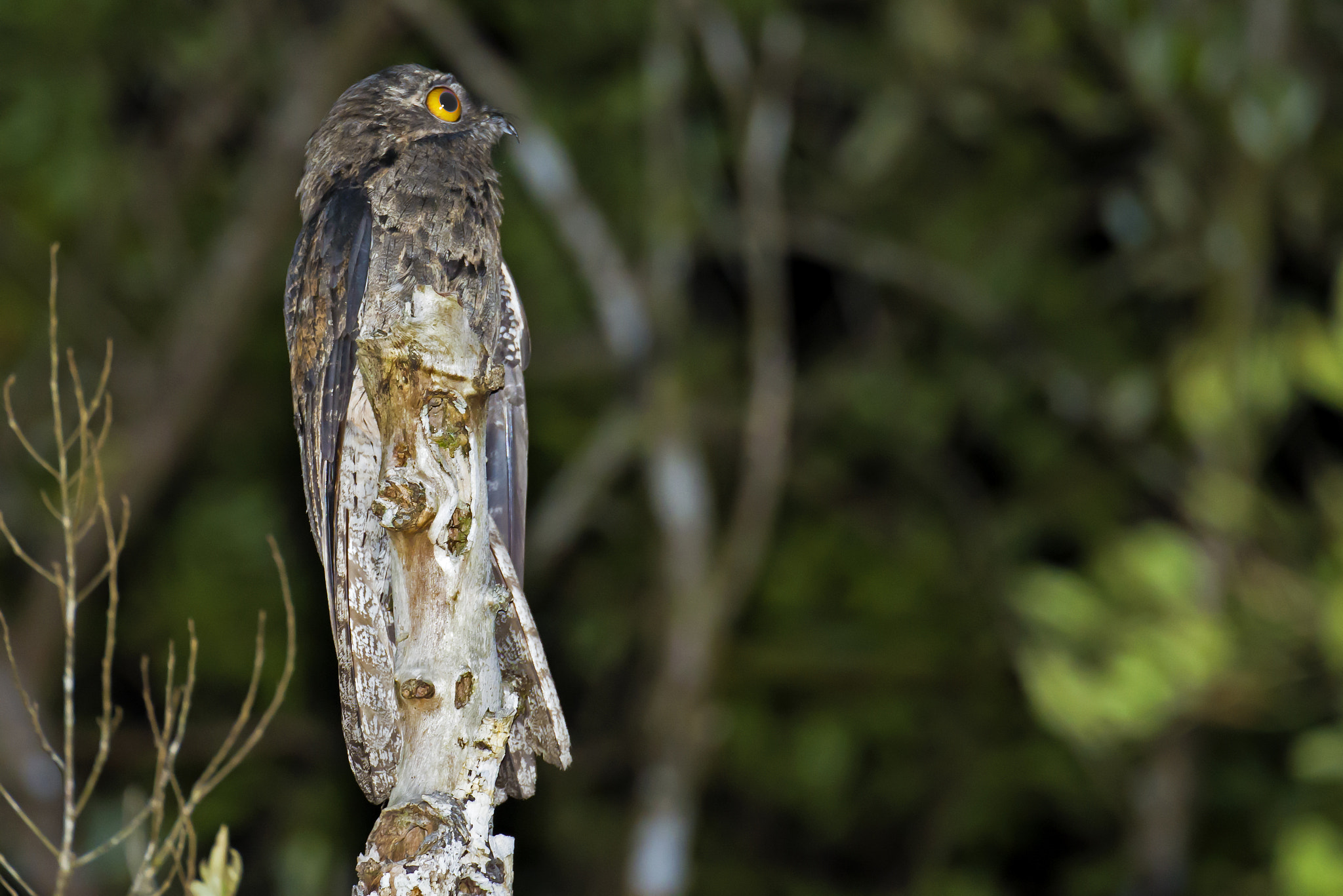 Nikon D600 sample photo. Common potoo photography