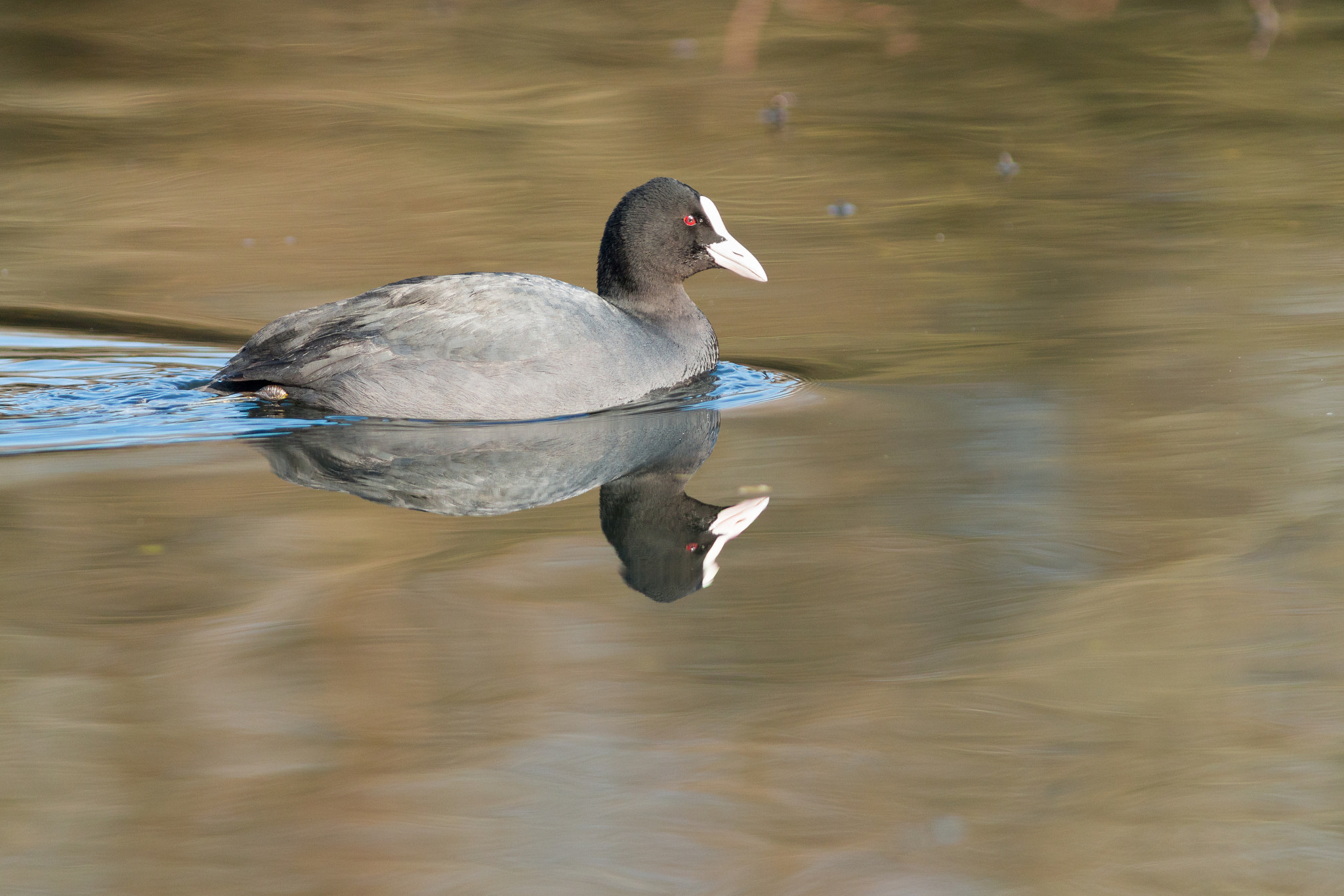 Canon EOS 70D sample photo. Rélflexion et douceur photography