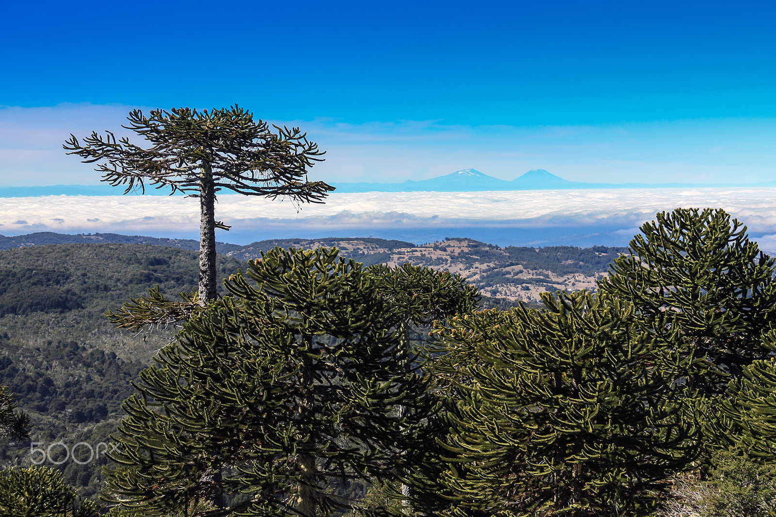 Canon EF-S 18-200mm F3.5-5.6 IS sample photo. Auraucaria forest photography