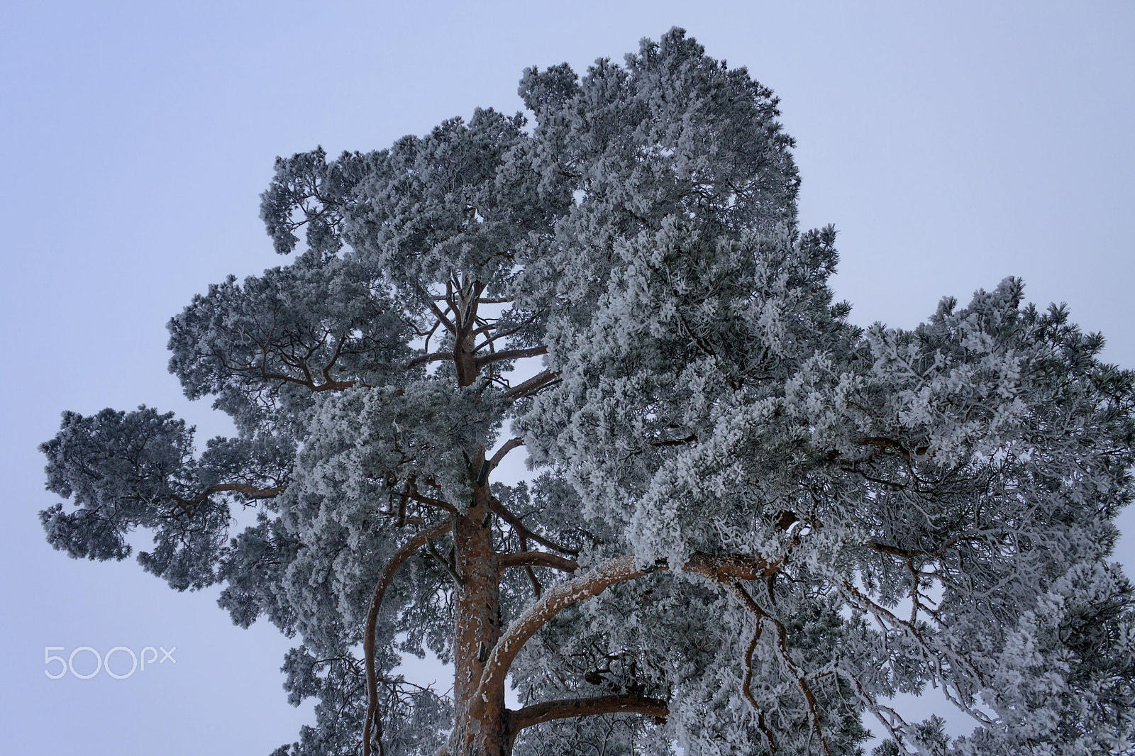 Canon EOS 40D sample photo. The pine photography