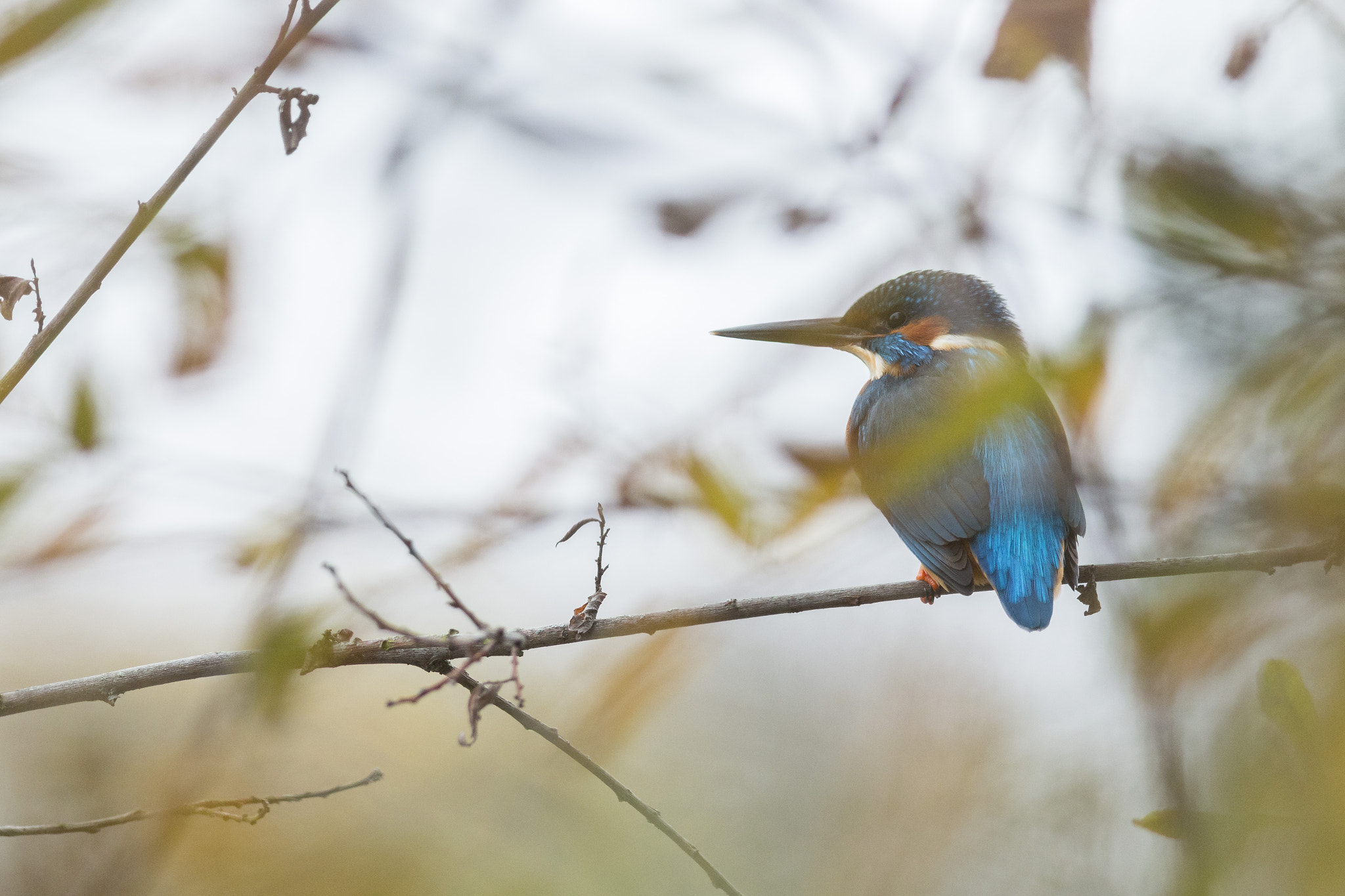 Canon EOS 70D + Canon EF 300mm F4L IS USM sample photo. Martin-pêcheur photography