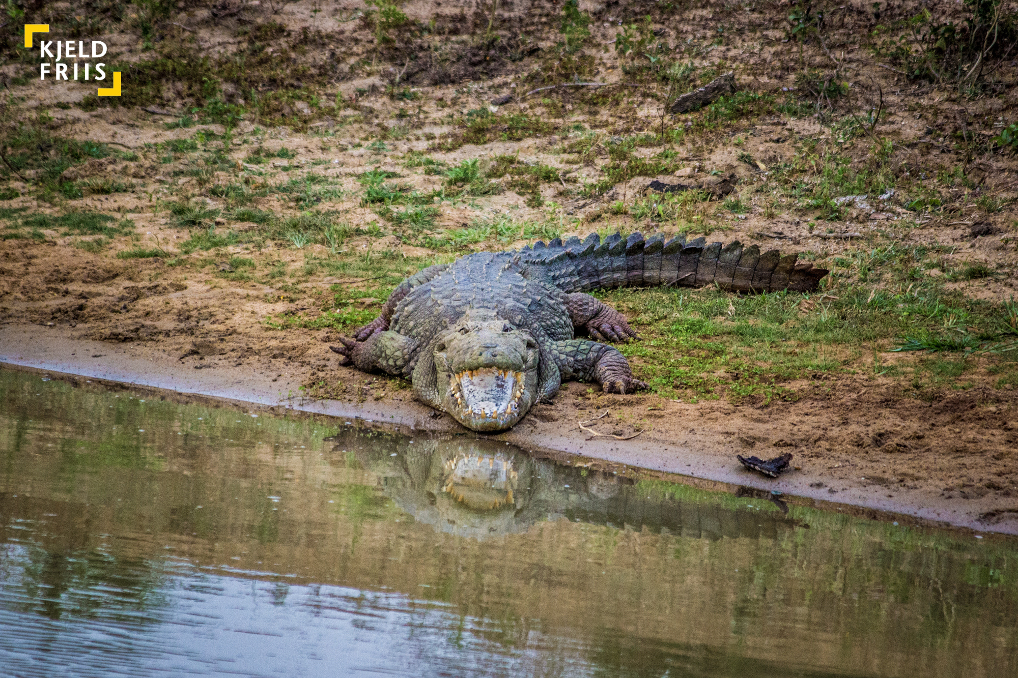 Canon EF 70-300mm F4-5.6 IS USM sample photo. Open mouth photography