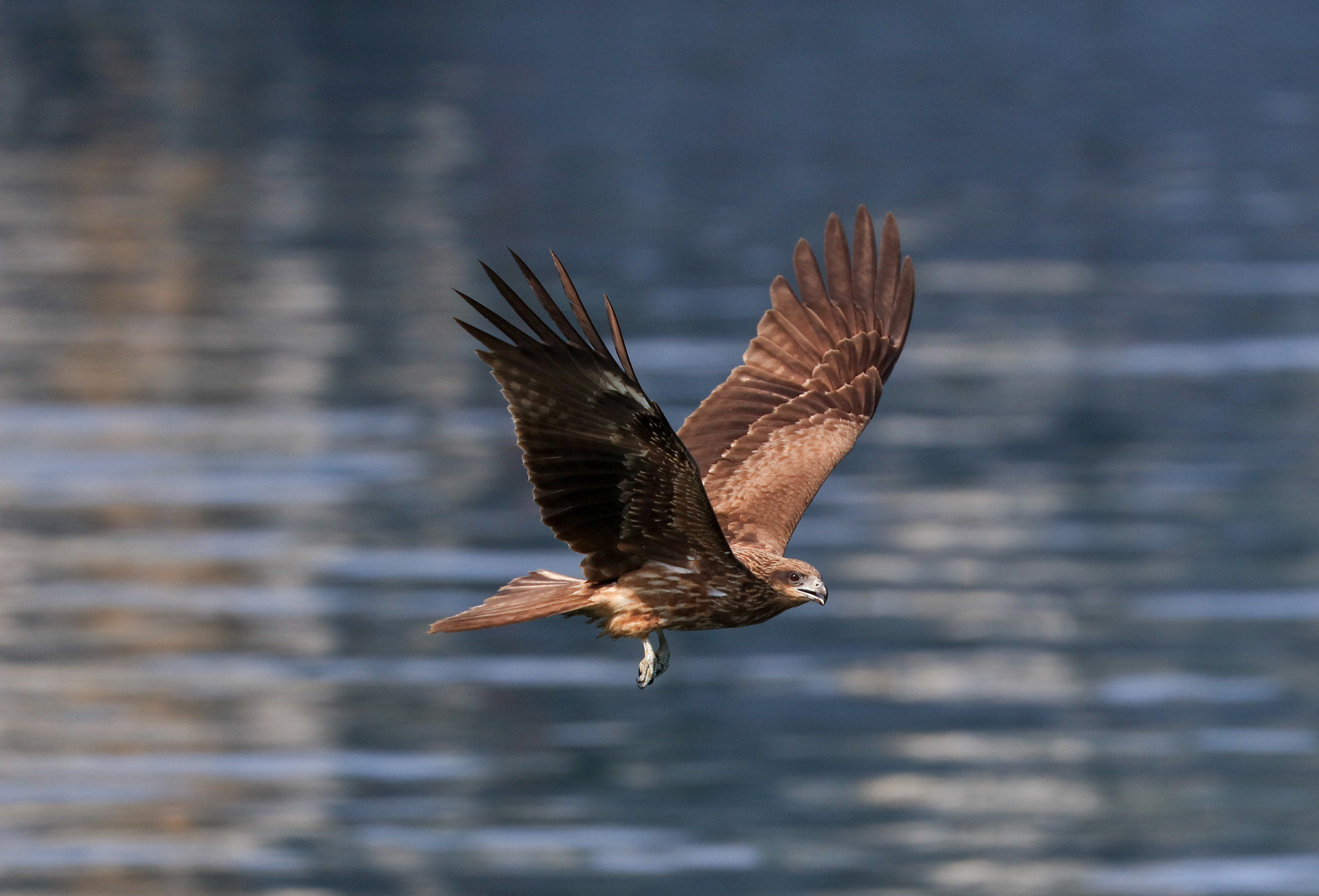 Canon EOS 5DS sample photo. Black kite photography