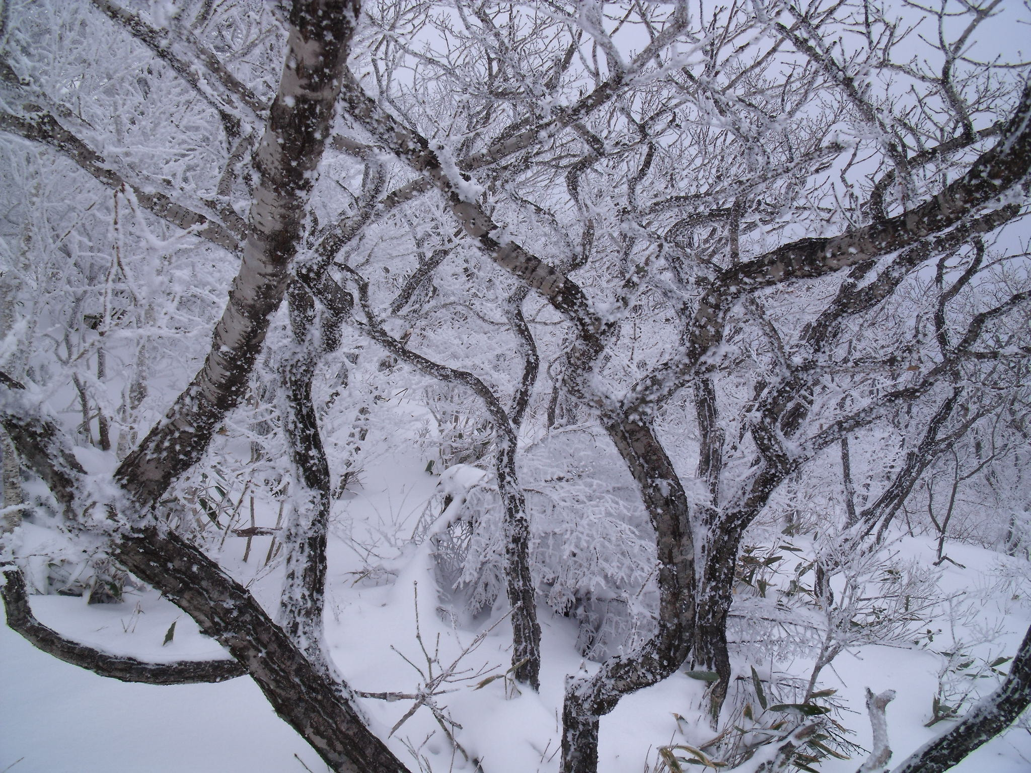 Fujifilm FinePix J110W sample photo. Winter trees photography