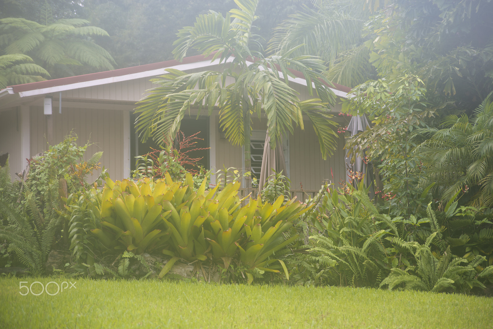 Nikon D800 + AF Zoom-Nikkor 35-105mm f/3.5-4.5D sample photo. Wood house at the rain forest, el yunque photography