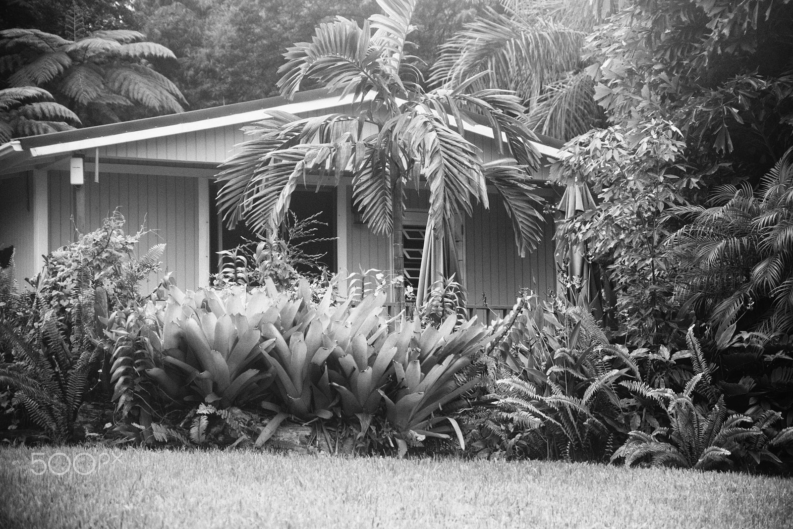 Nikon D800 + AF Zoom-Nikkor 35-105mm f/3.5-4.5D sample photo. Wood house at the rain forest, el yunque photography