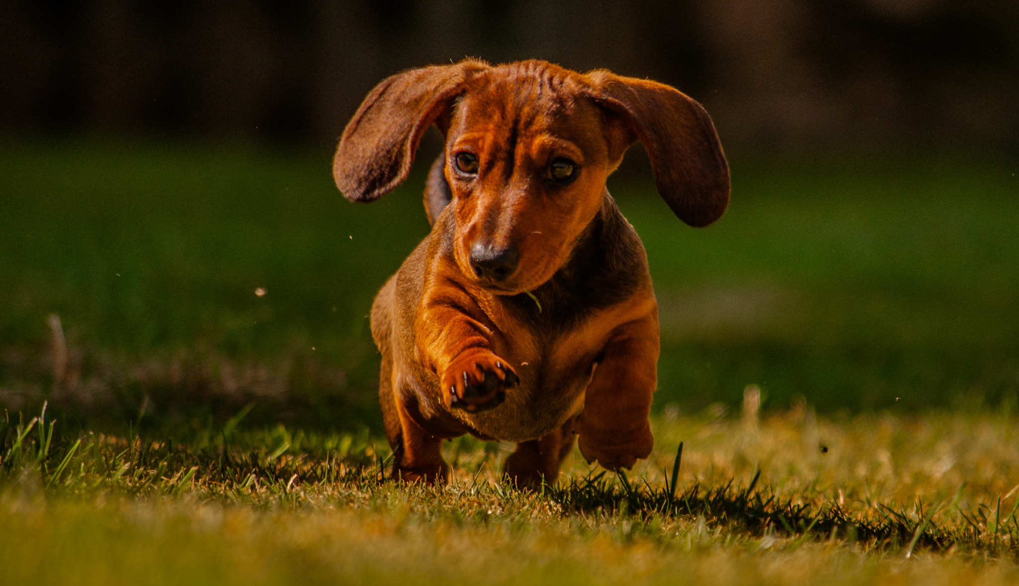 Nikon D5000 sample photo. On the run photography