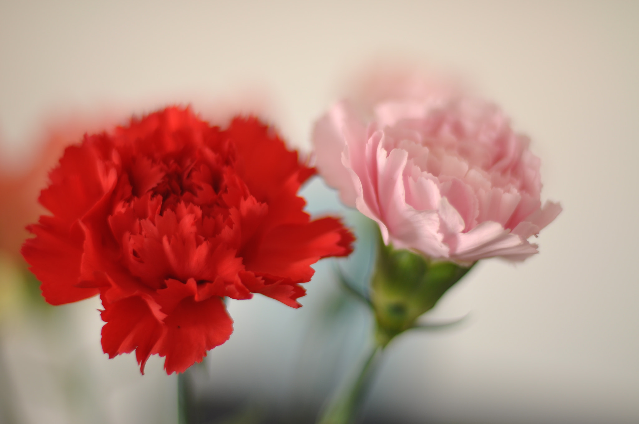 Nikon D90 sample photo. Flower photography