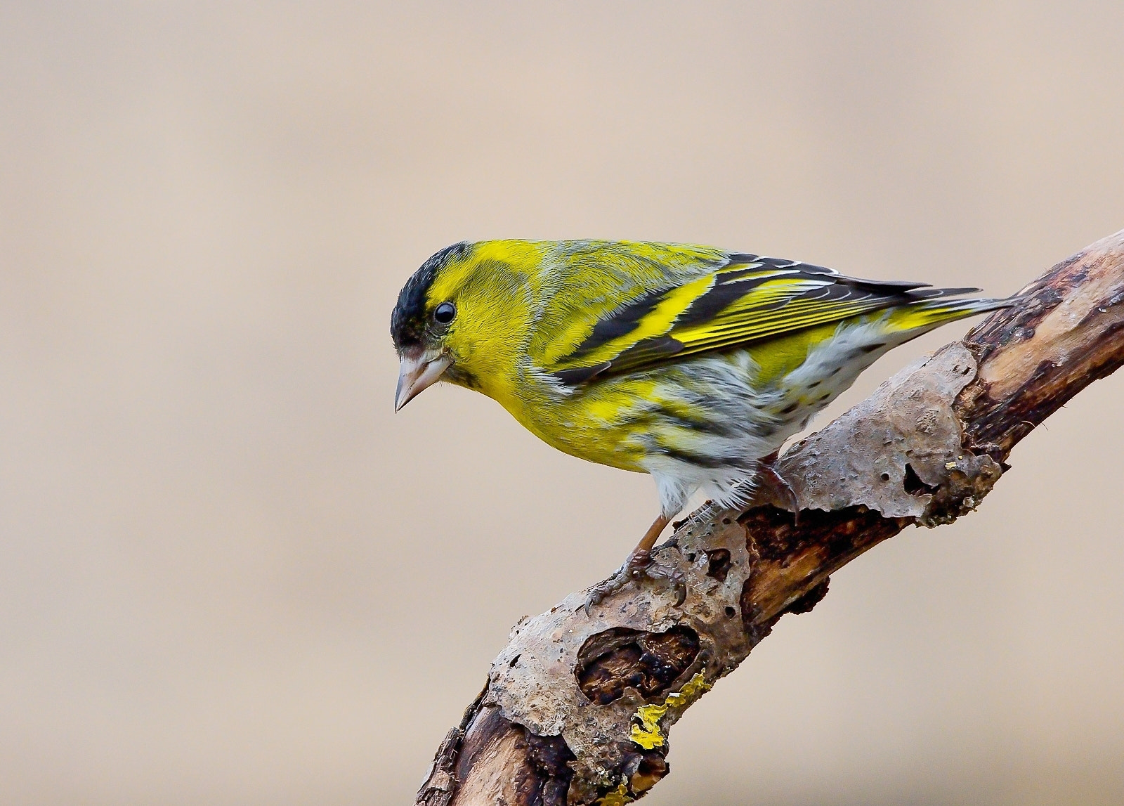 Sigma 120-400mm F4.5-5.6 DG OS HSM sample photo. Eurasian siskin photography