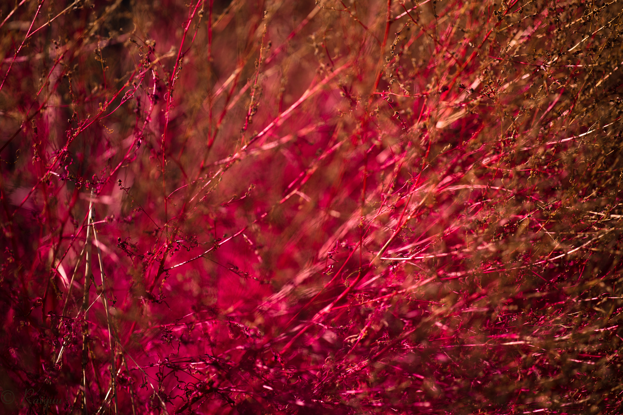 Nikon D800E + ZEISS Apo Sonnar T* 135mm F2 sample photo. Dsc_2661 photography