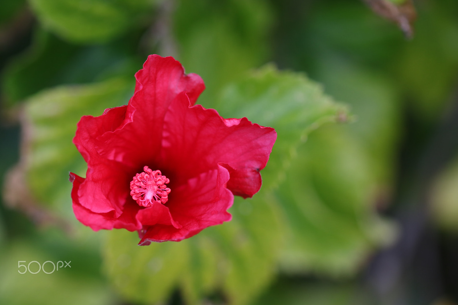 Canon EF 100mm F2.8 Macro USM sample photo. Floating hibiscus. photography