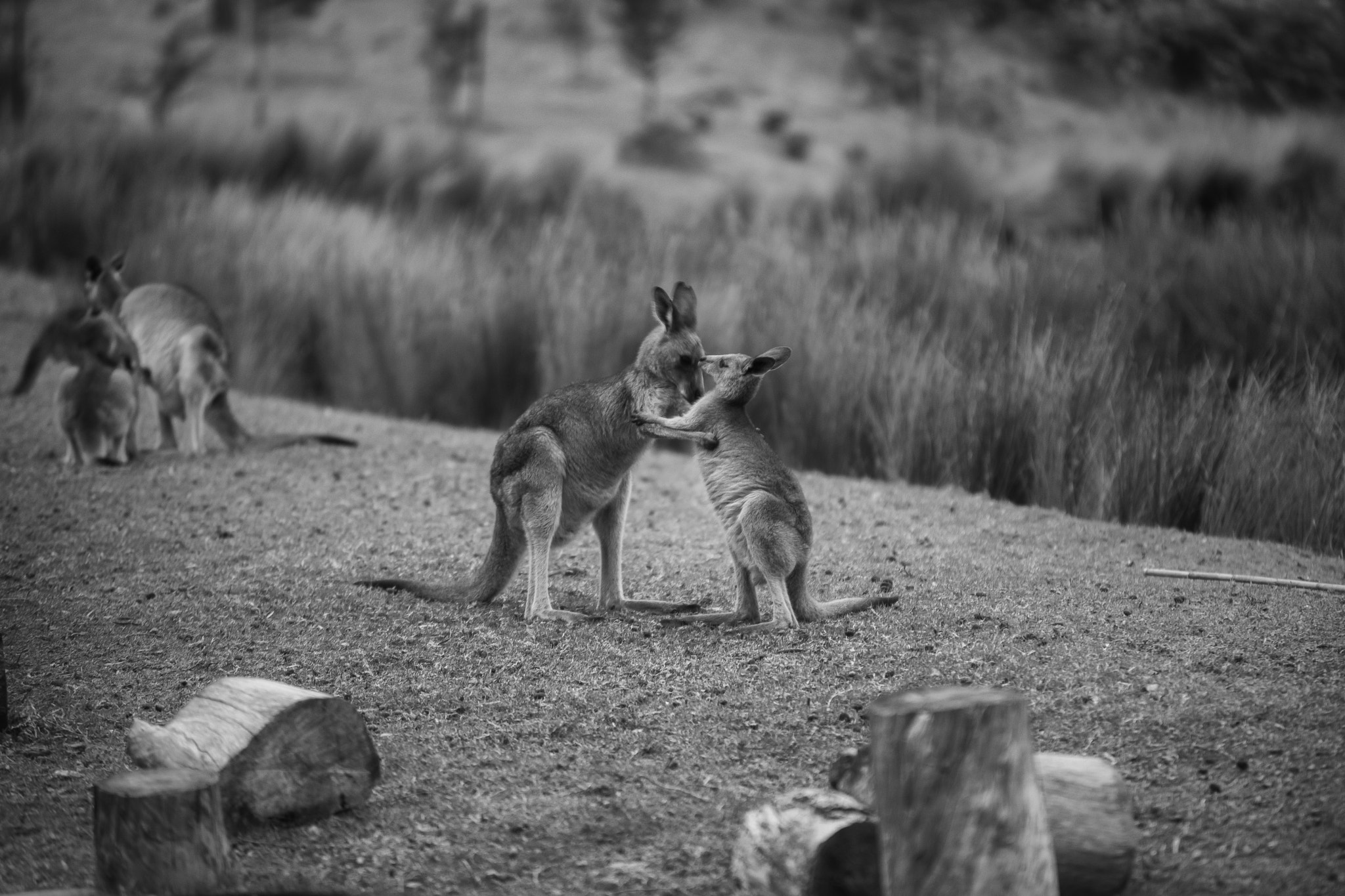 Nikon D610 sample photo. Kangaroos photography