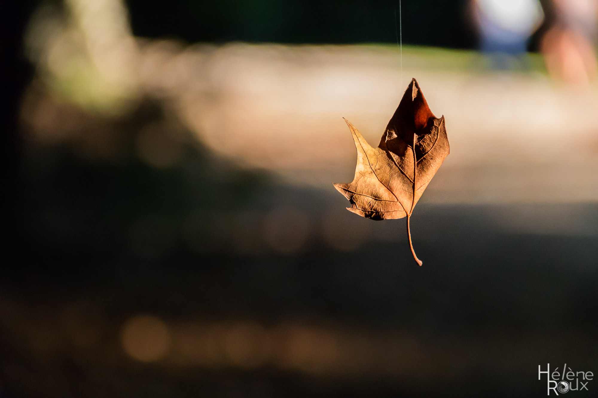 Canon EOS 760D (EOS Rebel T6s / EOS 8000D) + Canon EF-S 18-135mm F3.5-5.6 IS sample photo. Dead leaf photography
