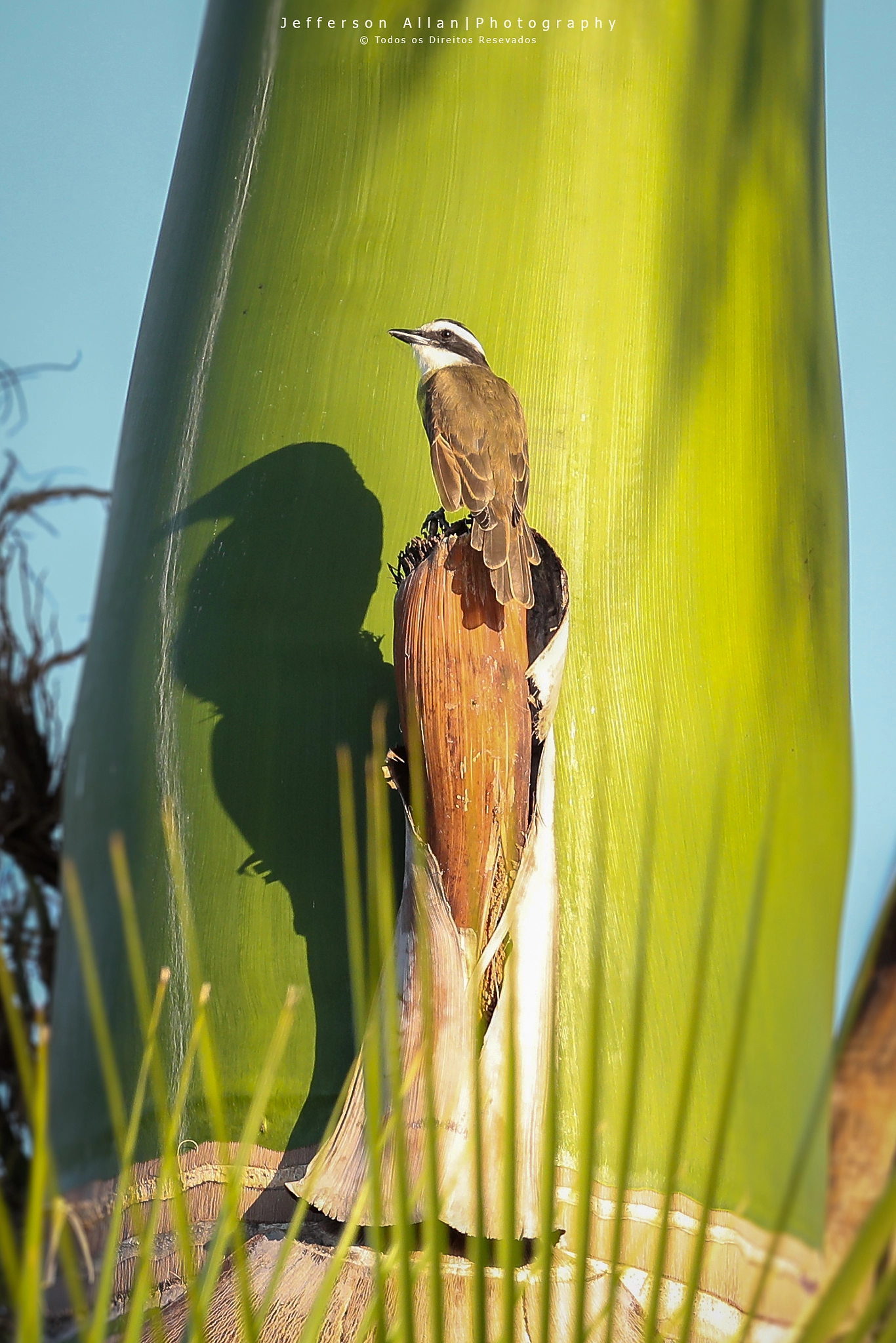 Canon EF 400mm F2.8L IS II USM sample photo. Nature photography