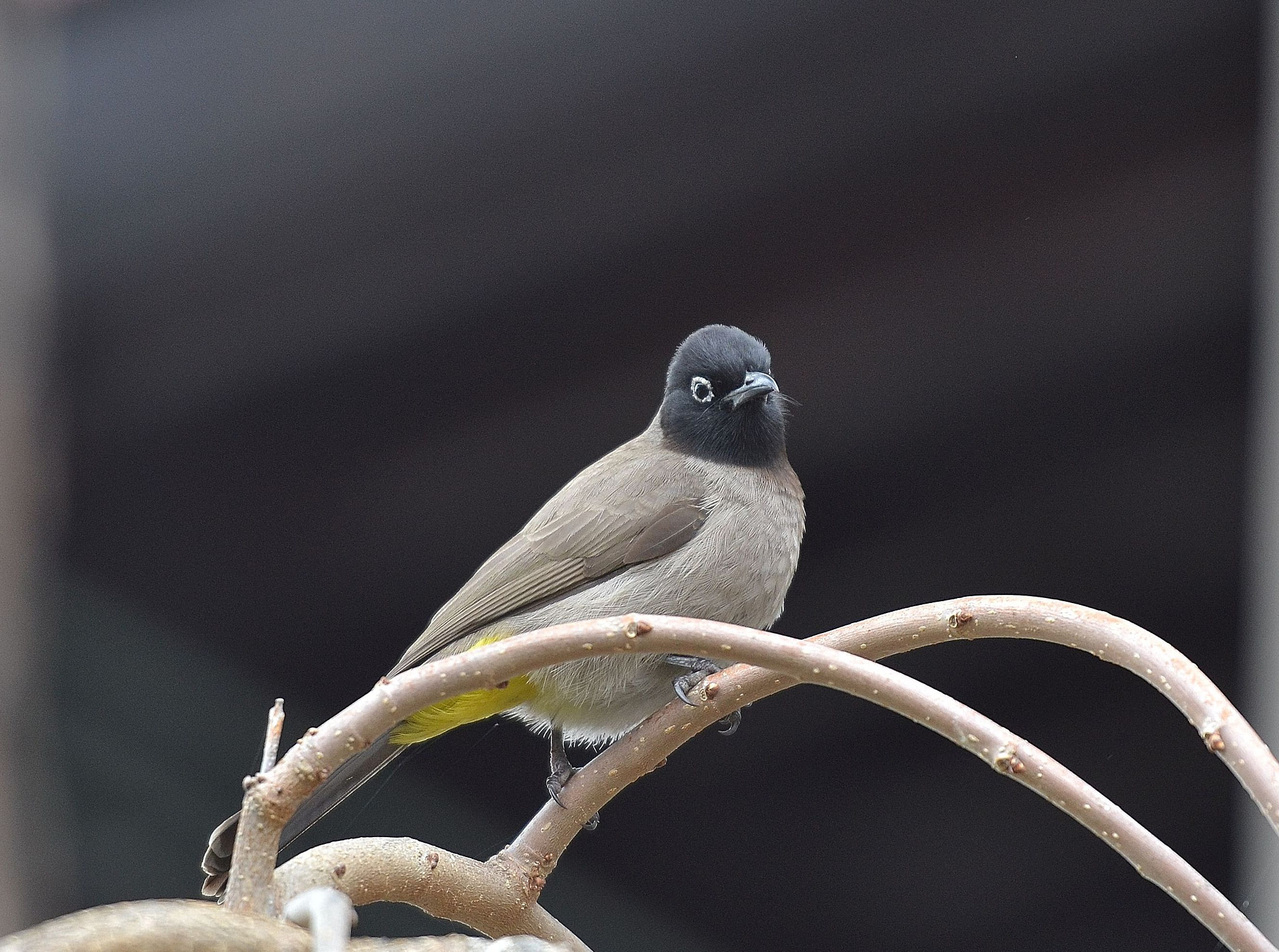 Nikon AF-S Nikkor 70-200mm F2.8G ED VR II sample photo. Bird photography