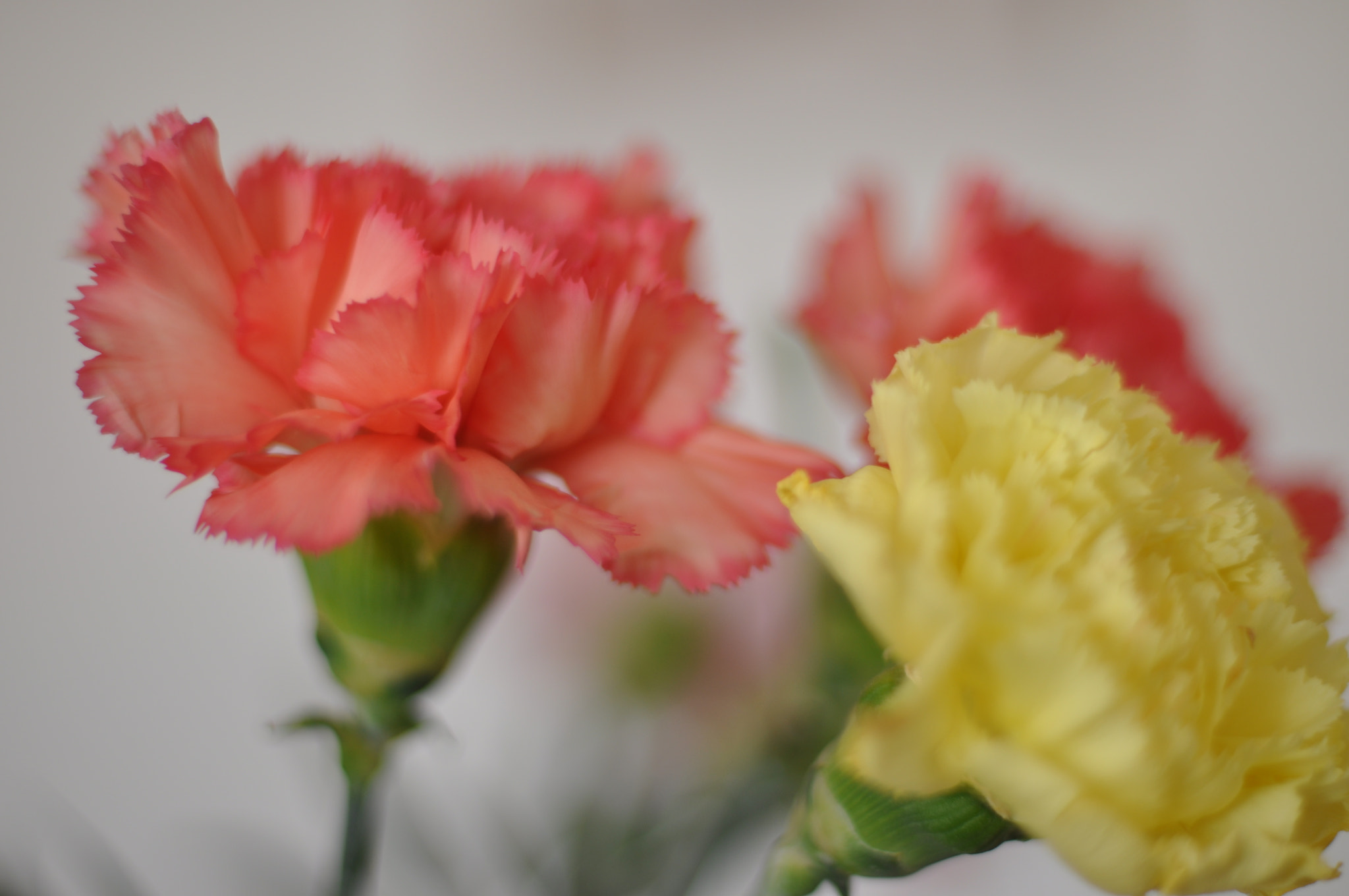 Nikon D90 sample photo. Flower ii photography