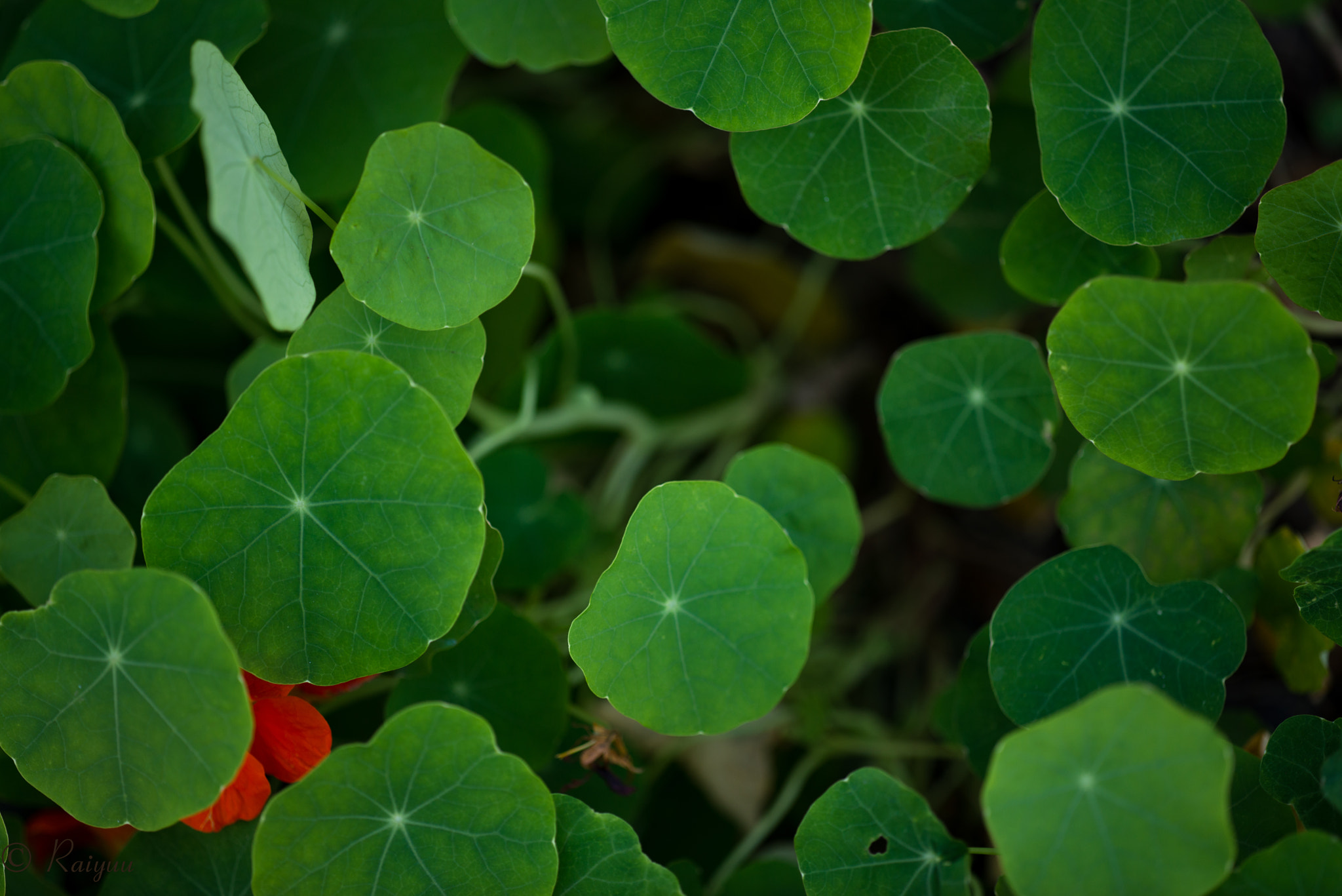 Nikon D800E + ZEISS Apo Sonnar T* 135mm F2 sample photo. Dsc_2673 photography