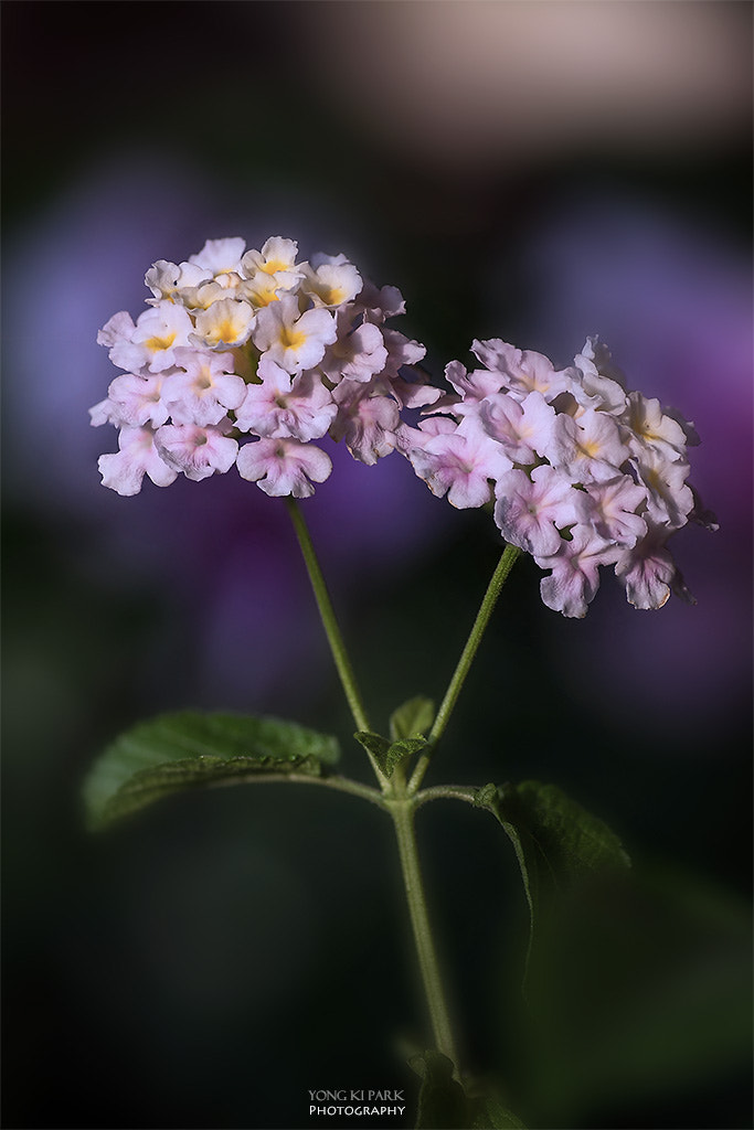 Pentax smc D-FA 100mm F2.8 Macro WR sample photo. Lantana in winter time-3 photography