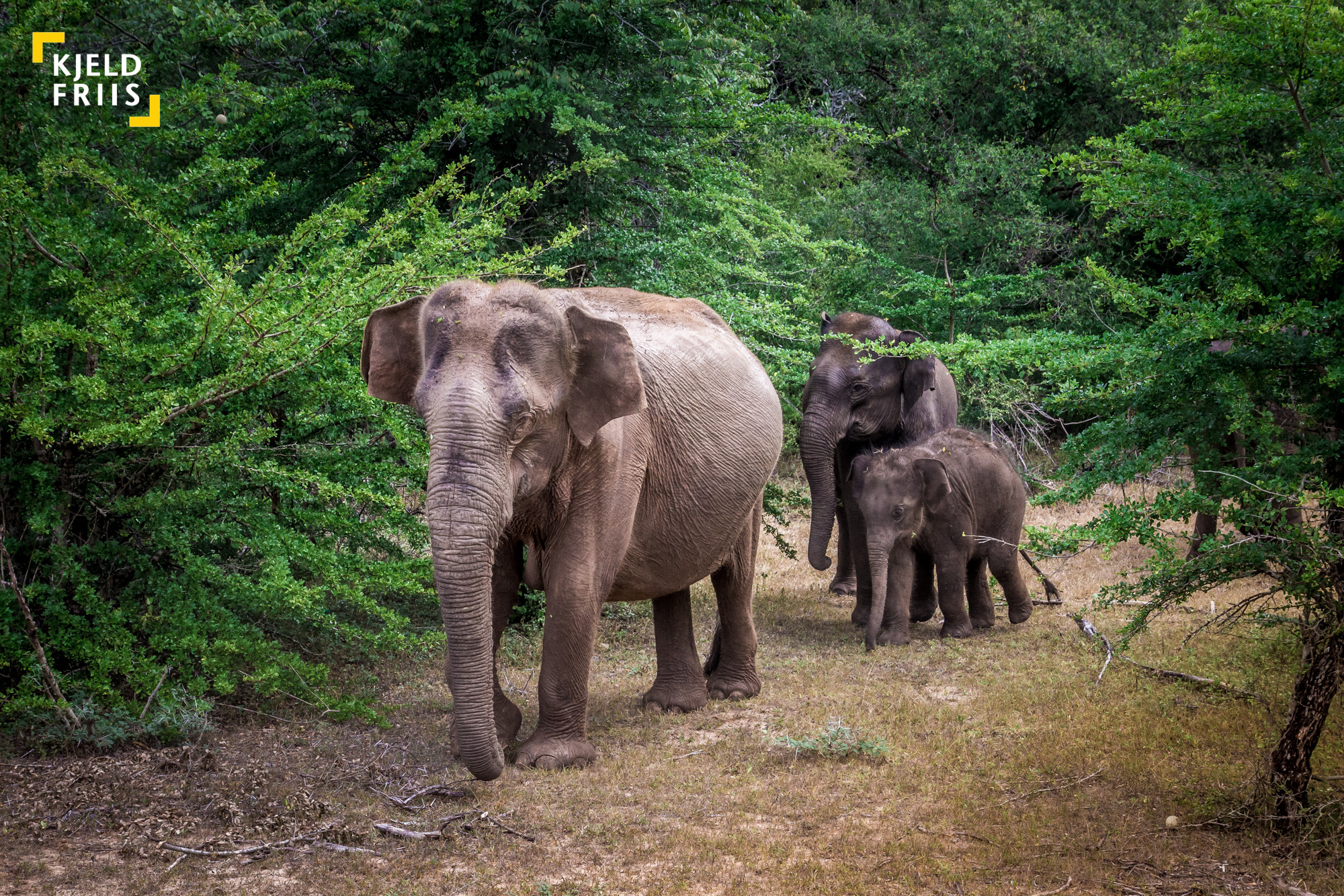 Canon EOS 600D (Rebel EOS T3i / EOS Kiss X5) sample photo. Elephant family photography