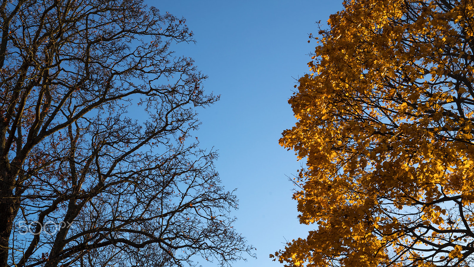 Sony FE 24-70mm F2.8 GM sample photo. Black & gold autumn photography