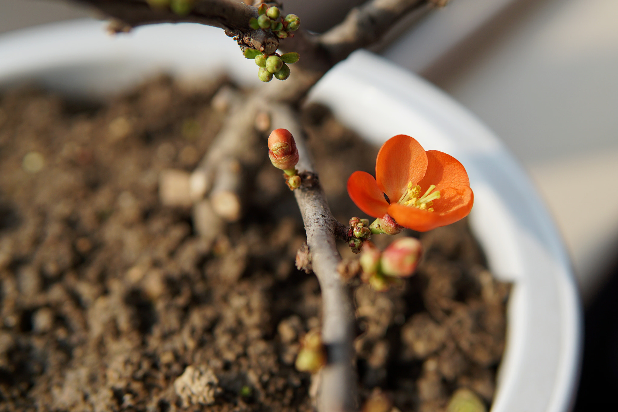 Sony a6000 + Sigma 30mm F1.4 DC DN | C sample photo. Begonia photography