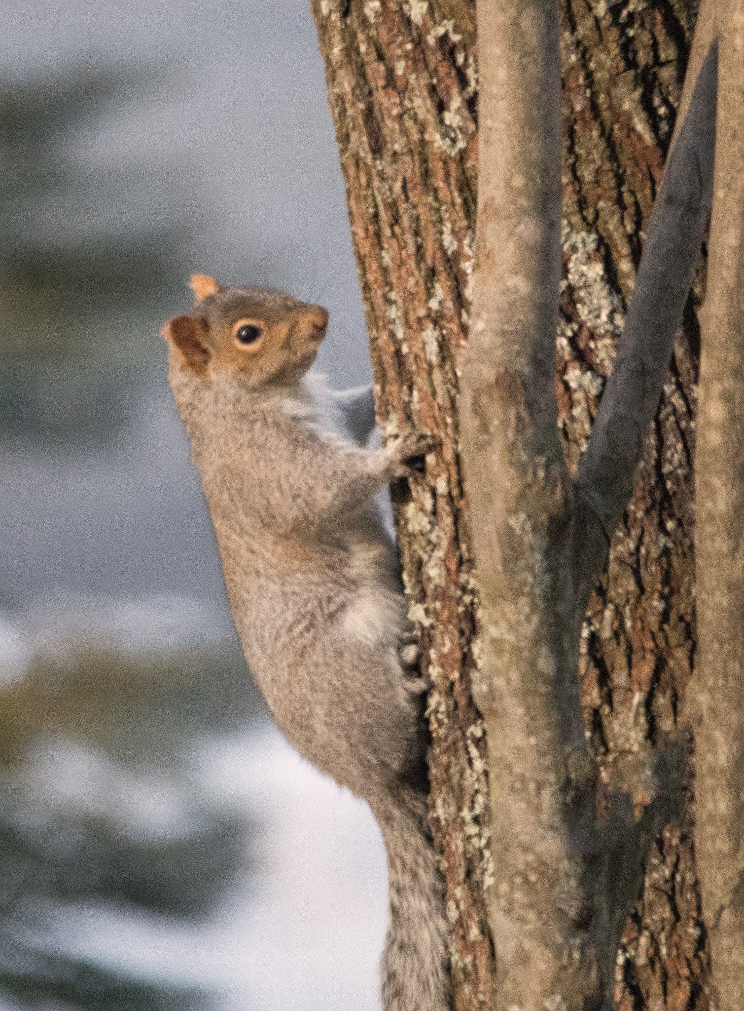 Canon EOS 5D Mark IV + Sigma 150-500mm F5-6.3 DG OS HSM sample photo. Seed thieves photography