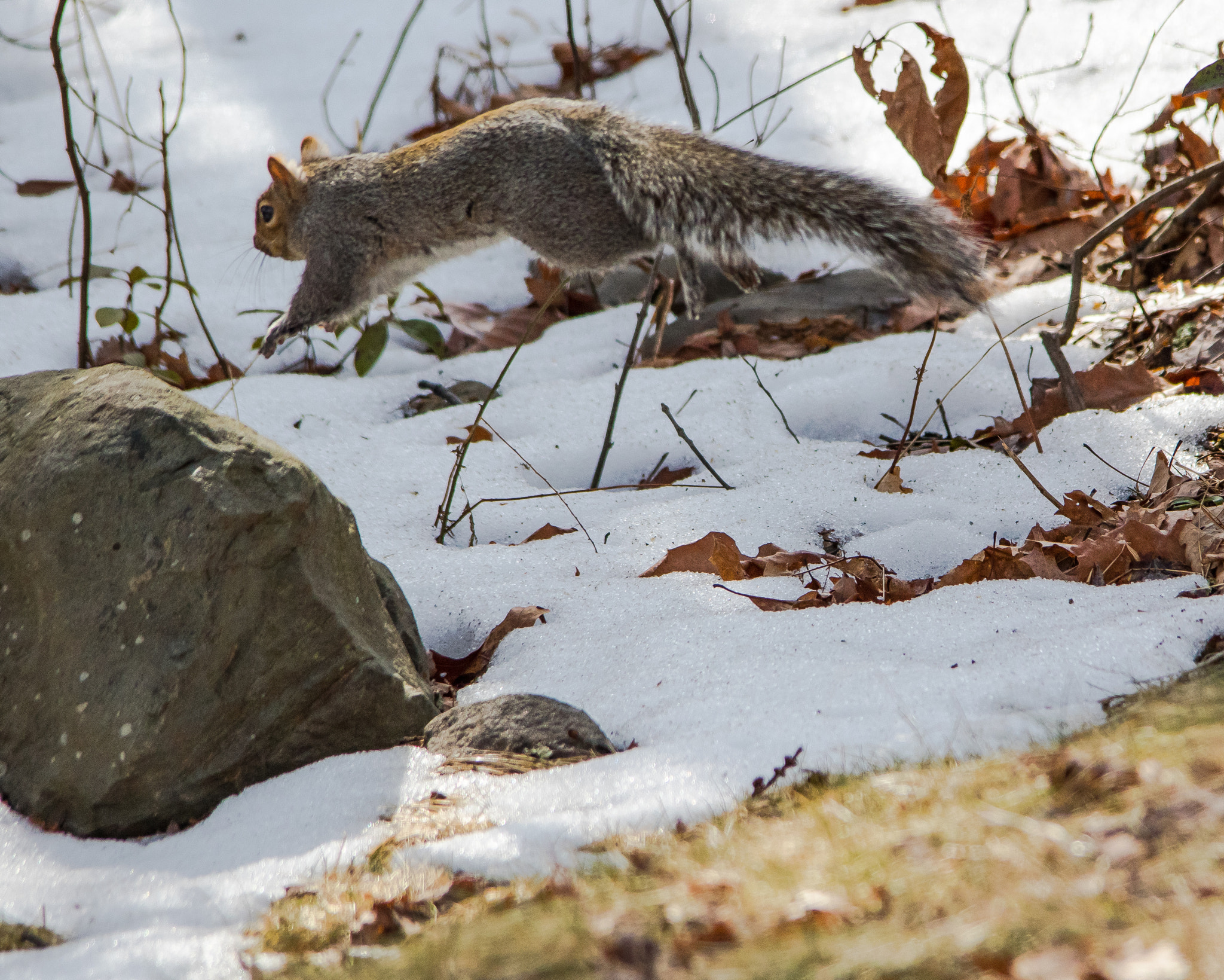 Canon EOS 7D Mark II sample photo. Fleeing squirrel photography