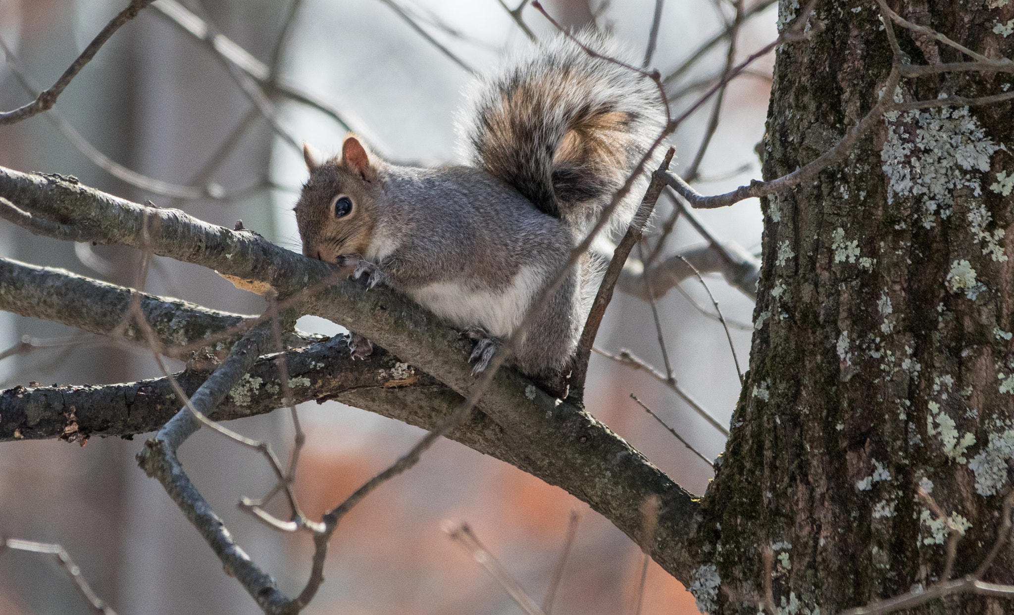 Sigma 150-500mm F5-6.3 DG OS HSM sample photo. Waiting for me to leave so he can eat all my bird seeds photography