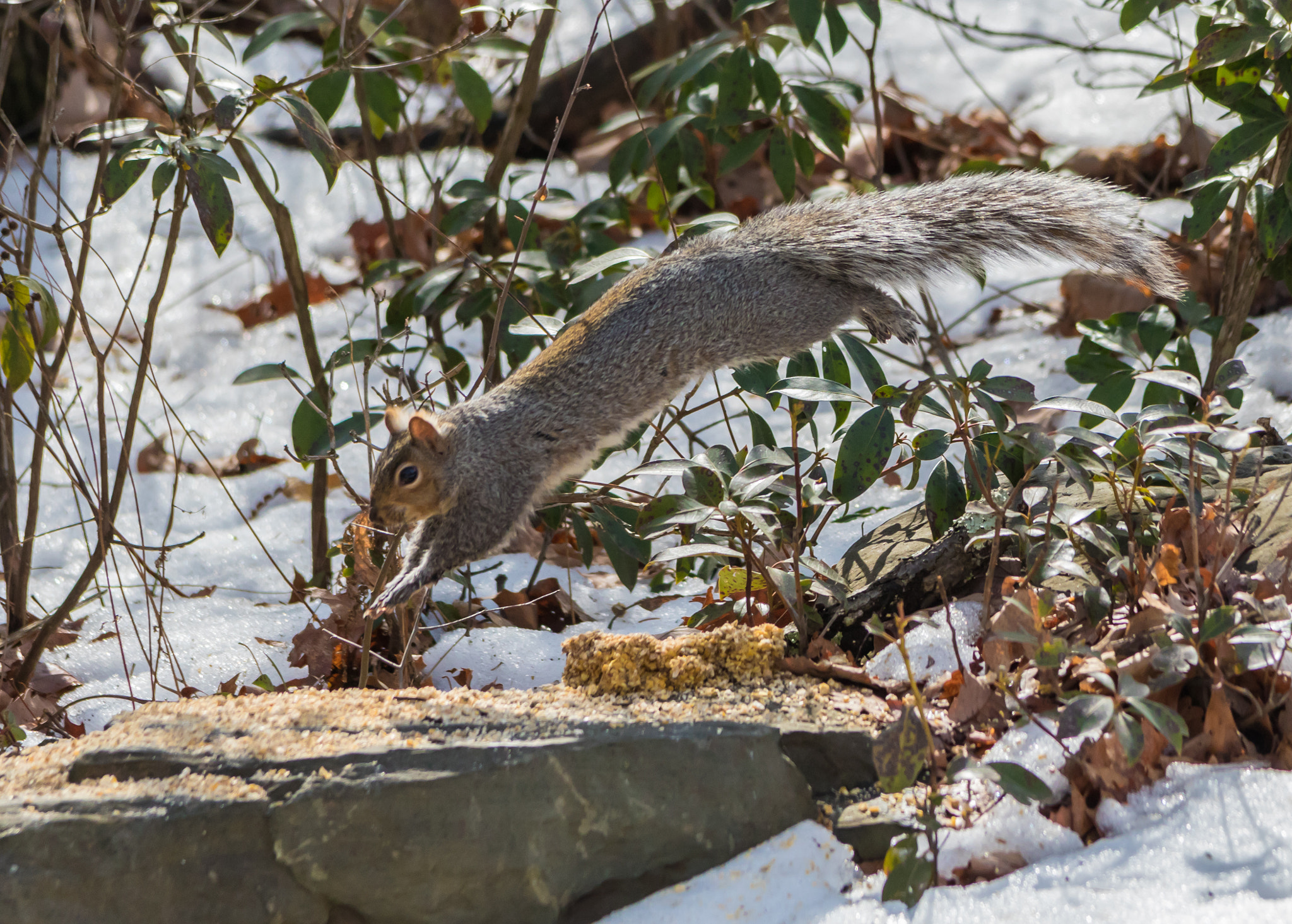 Sigma 150-500mm F5-6.3 DG OS HSM sample photo. Leaping to safety photography