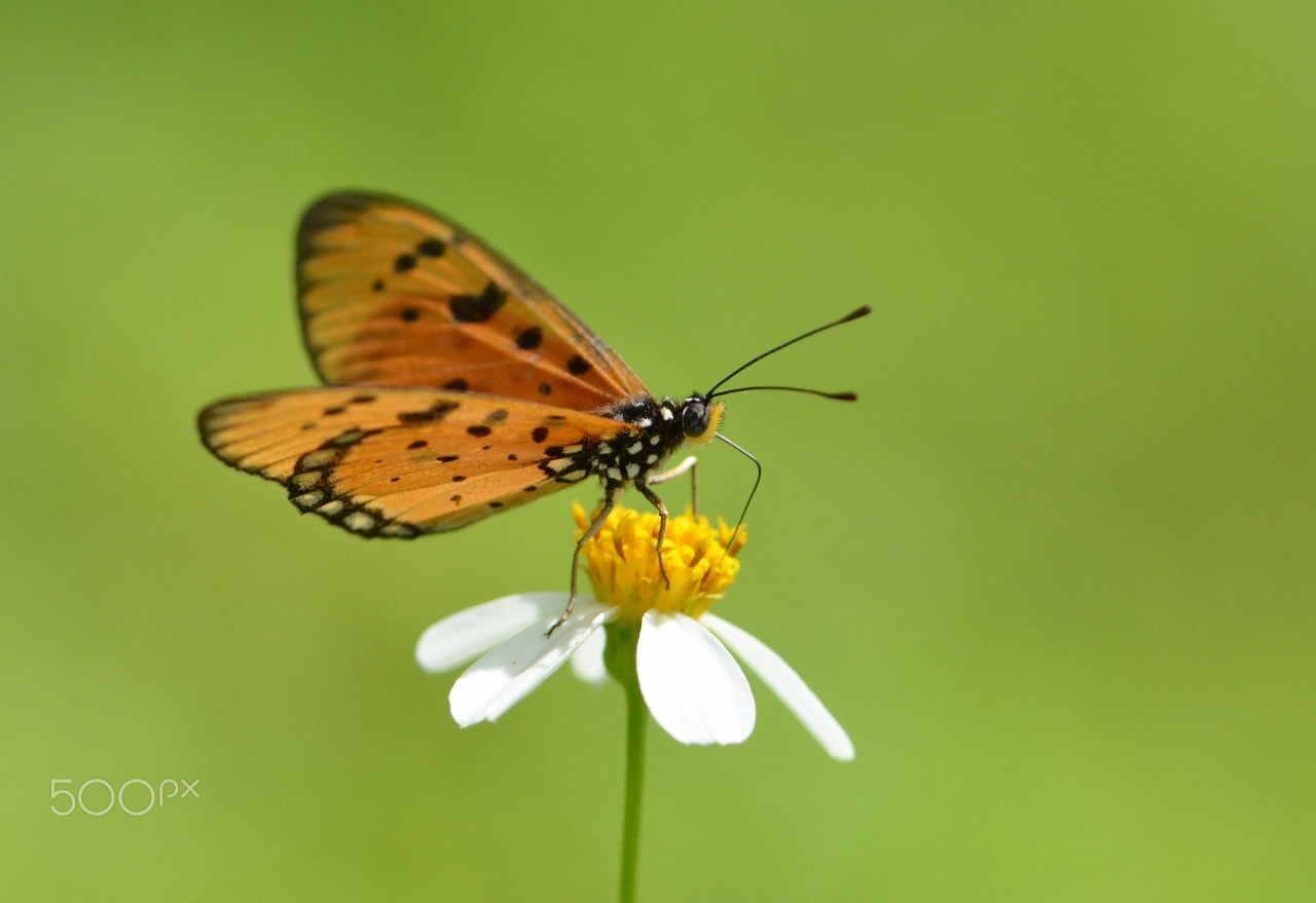 Nikon AF-S Micro-Nikkor 105mm F2.8G IF-ED VR sample photo. Bokeh photography