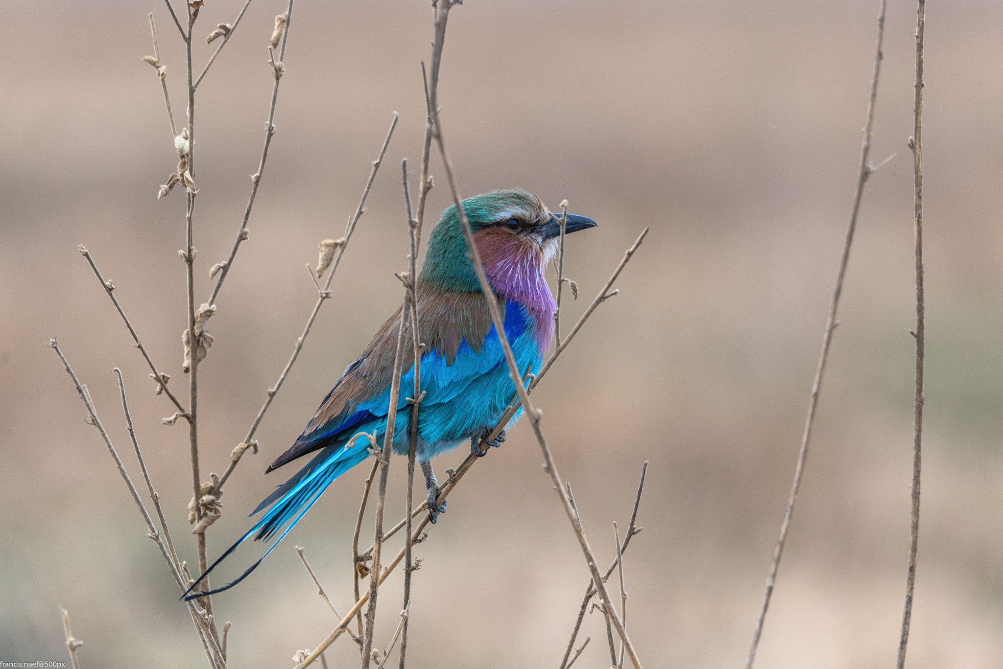 Nikon D800 + Sigma 150-600mm F5-6.3 DG OS HSM | S sample photo. Lilac-breasted roller photography