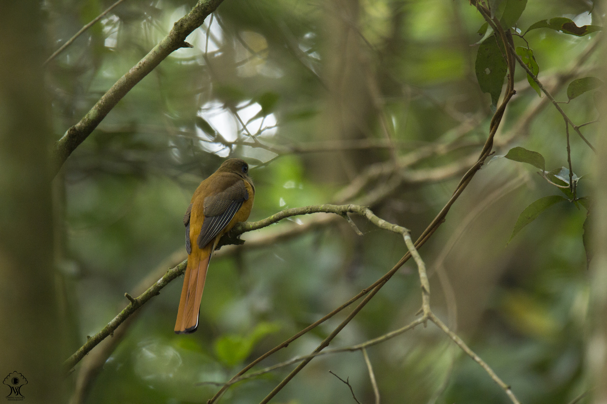 Tamron SP 150-600mm F5-6.3 Di VC USD sample photo. The beauty of western ghats ! photography