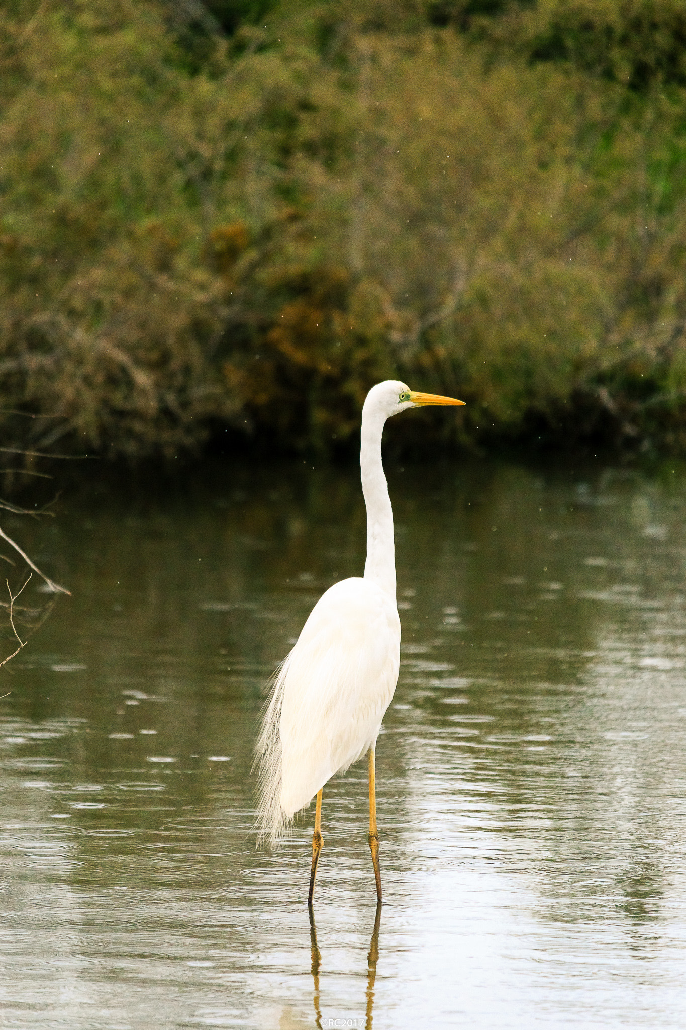 Sigma 150-500mm F5-6.3 DG OS HSM sample photo. Egret photography